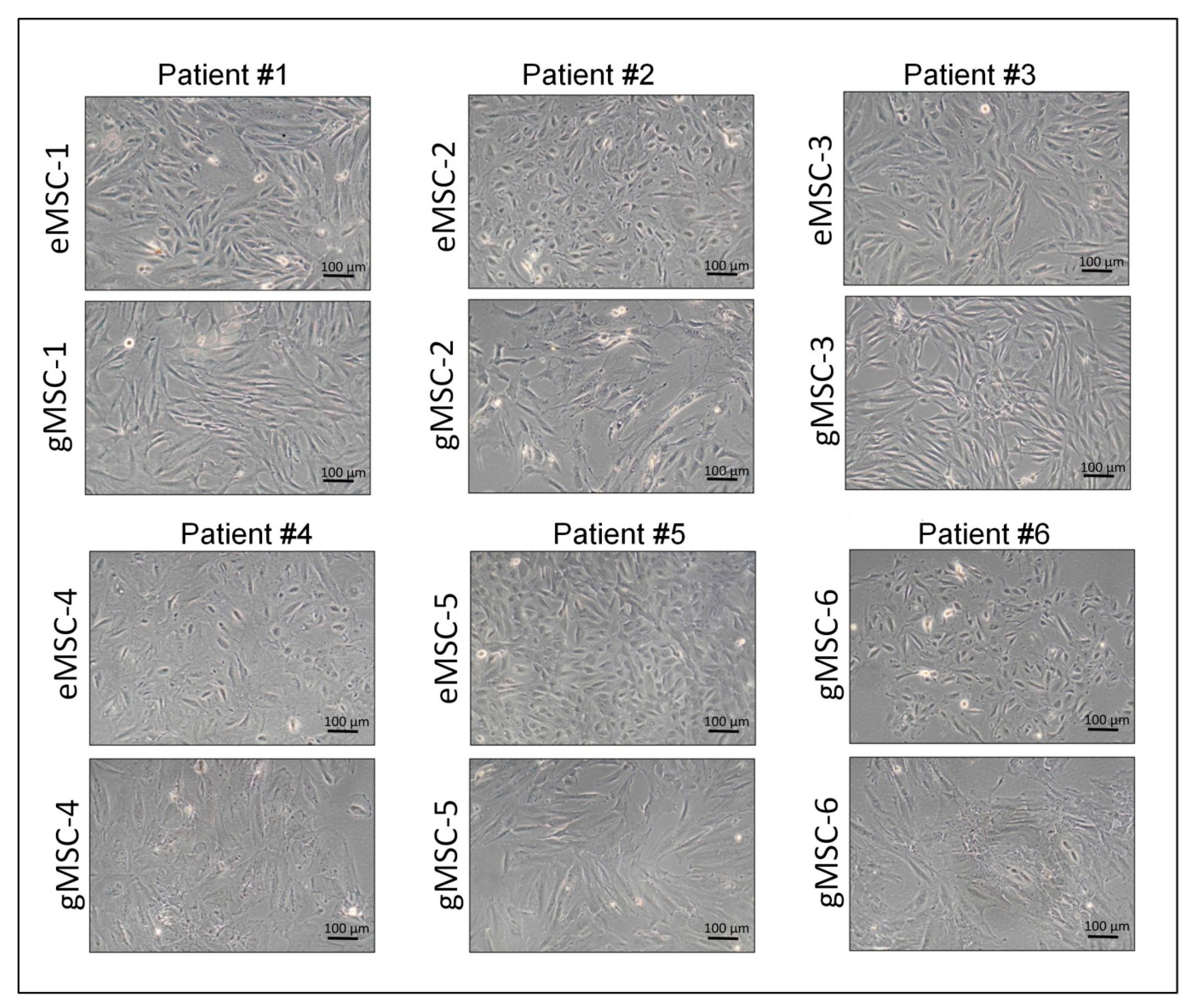 Biomedicines 09 01286 g001