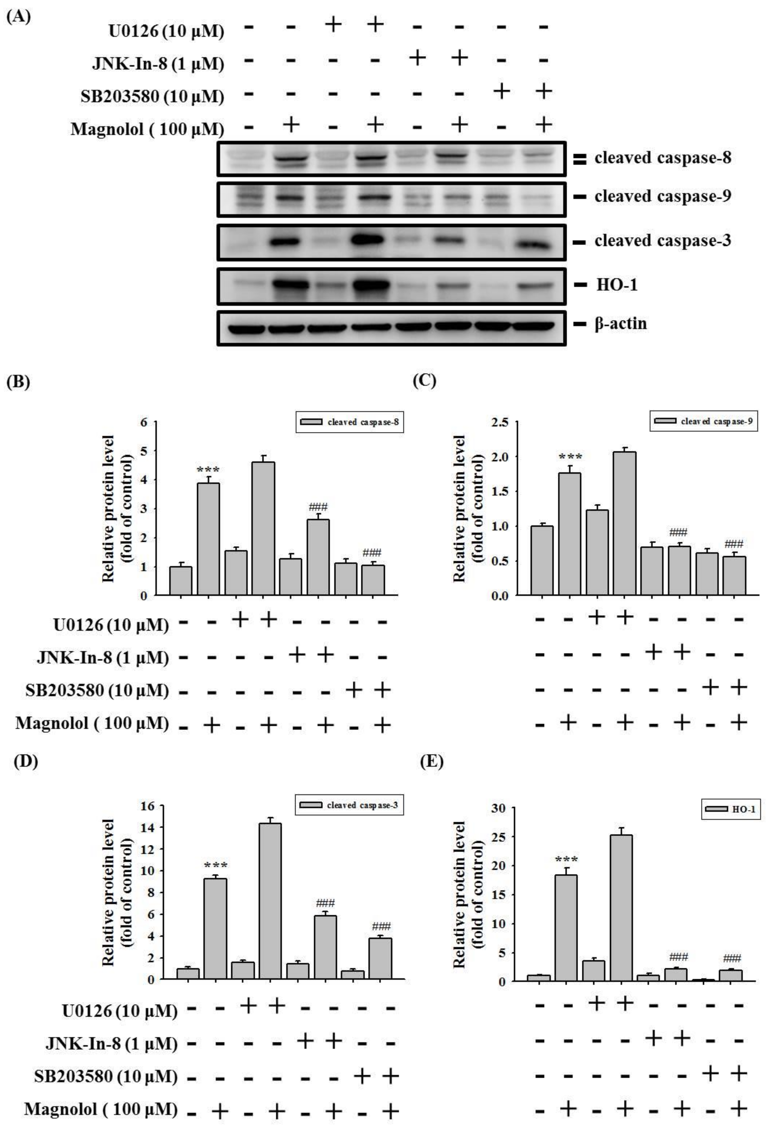 Biomedicines 09 01295 g007
