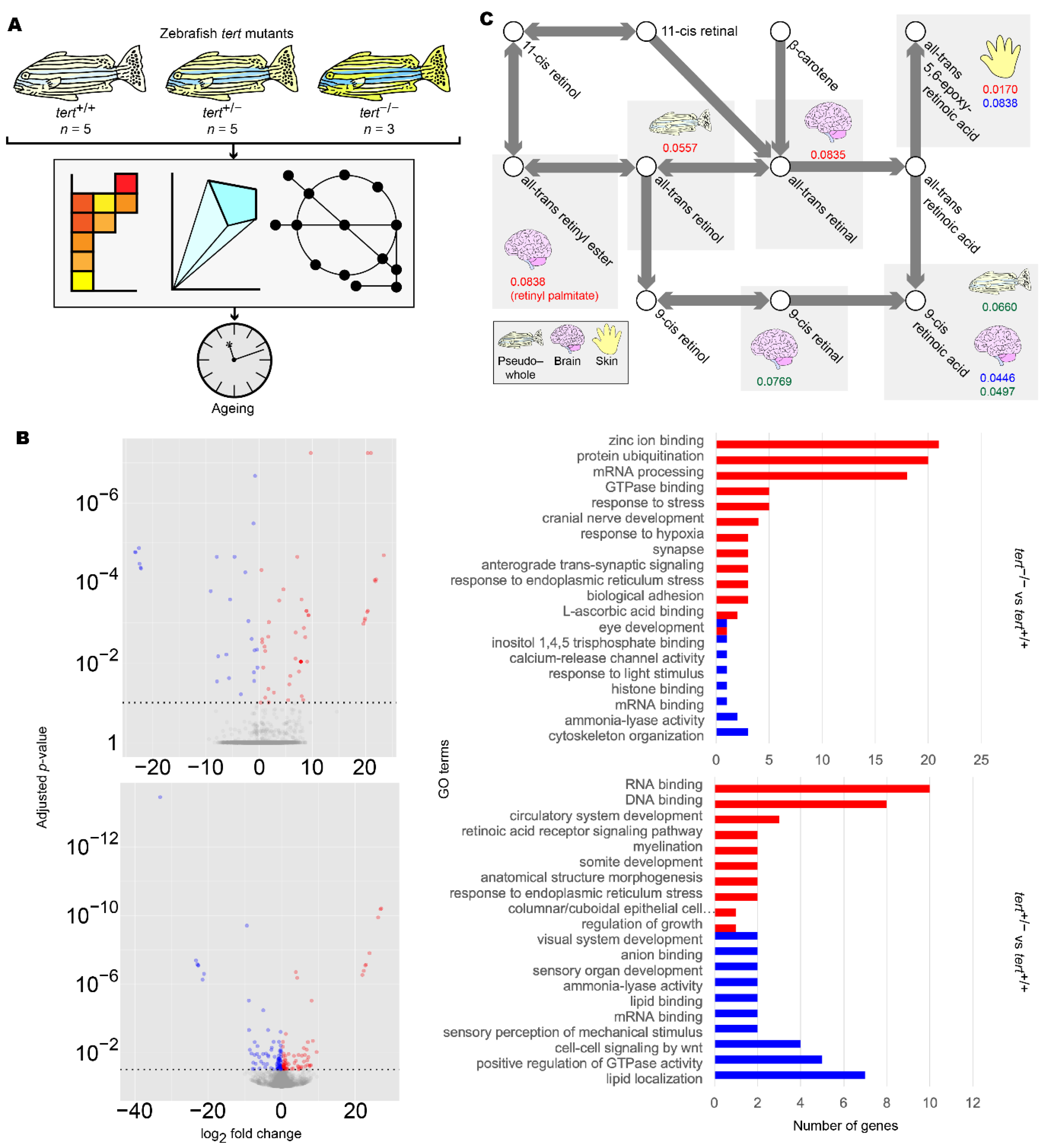 Biomedicines 09 01310 g005