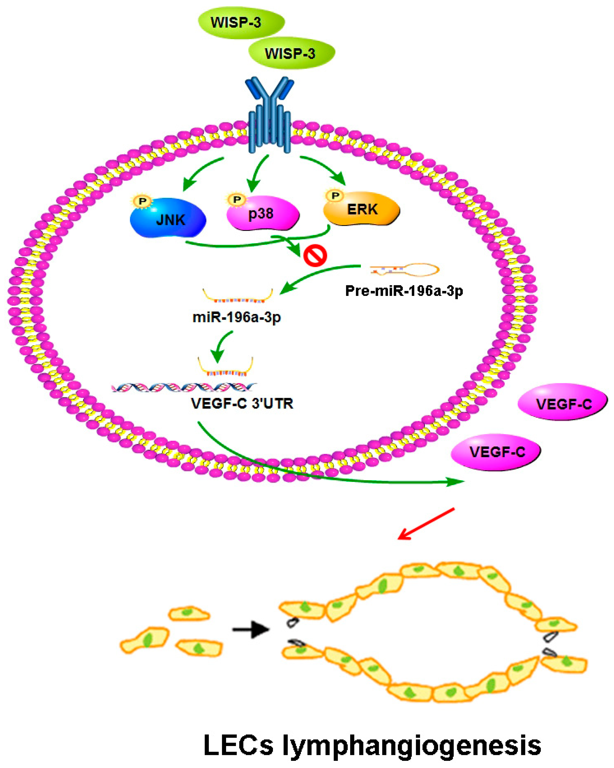 Biomedicines 09 01330 g007