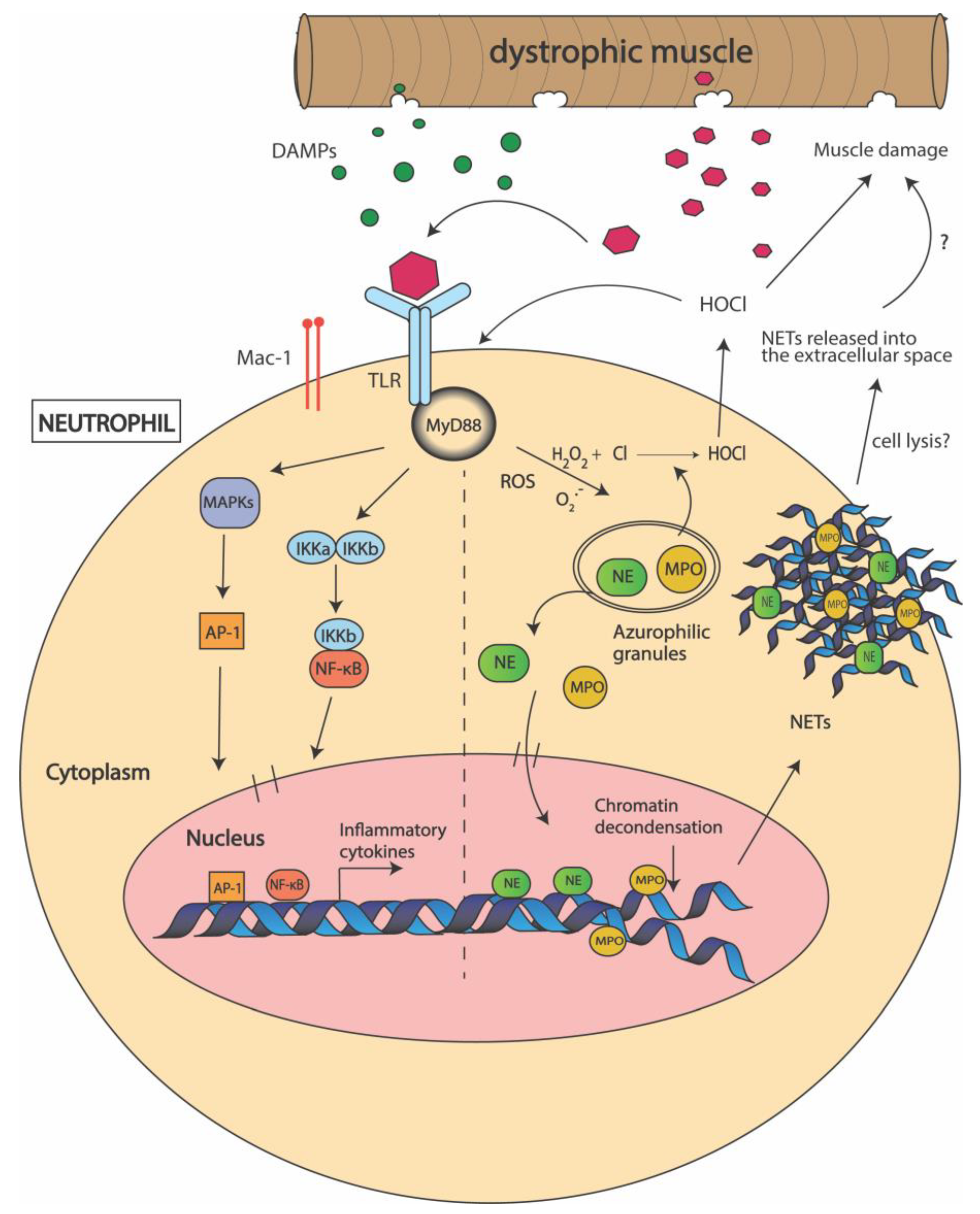 Biomedicines 09 01366 g002