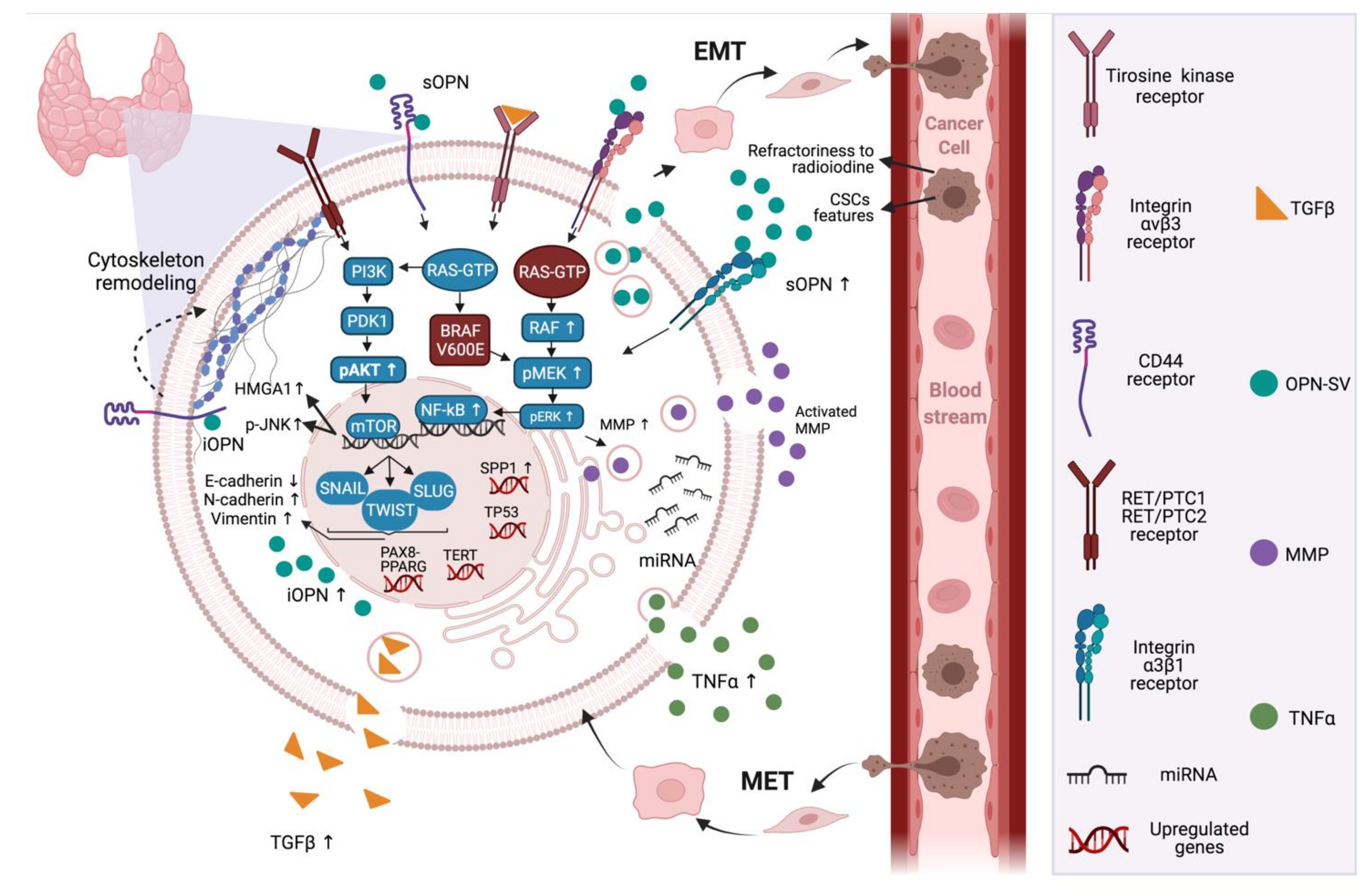 Biomedicines 09 01372 g001 Biomedicines 09 01372 g001