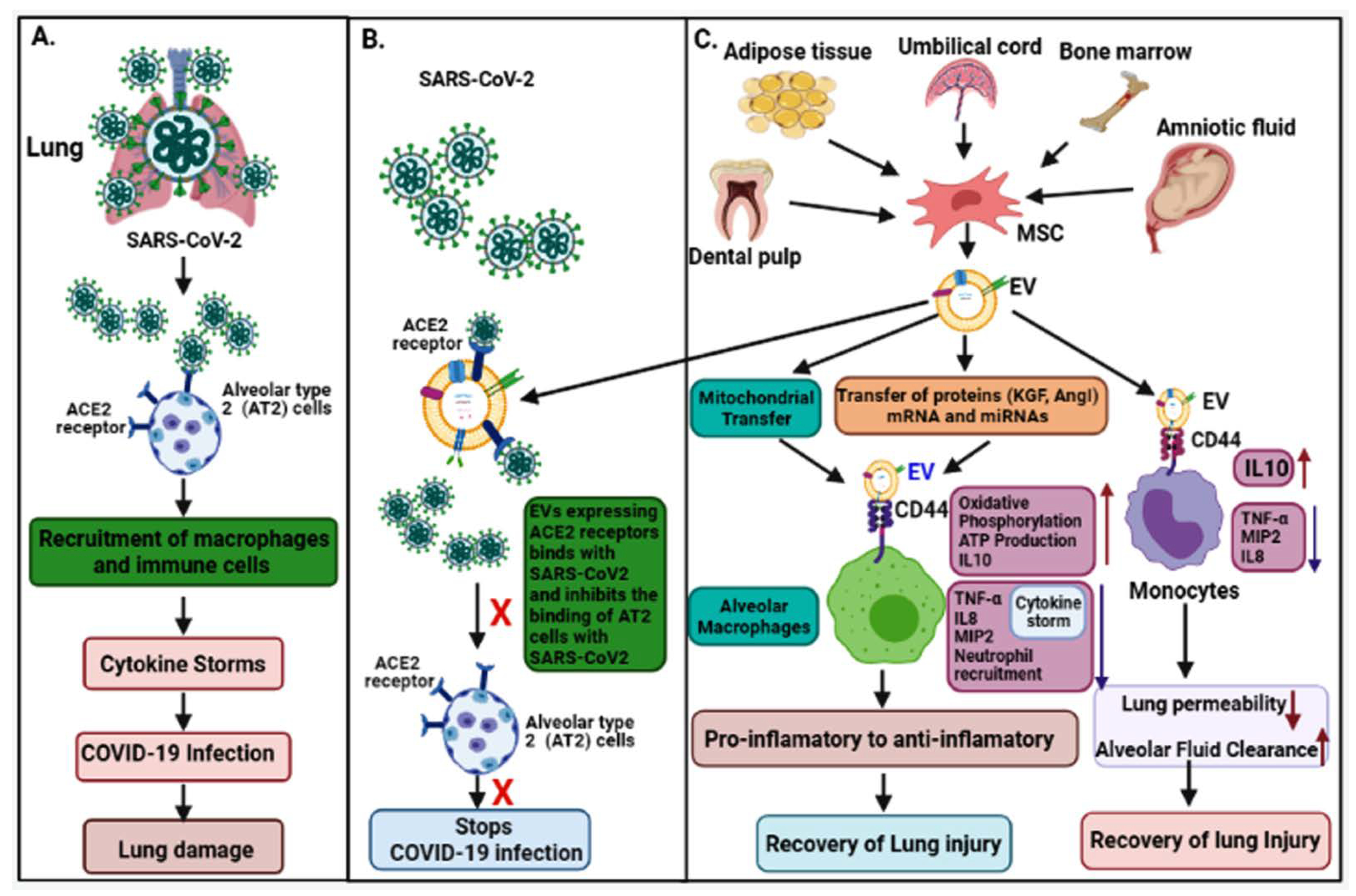 Biomedicines 09 01373 g002