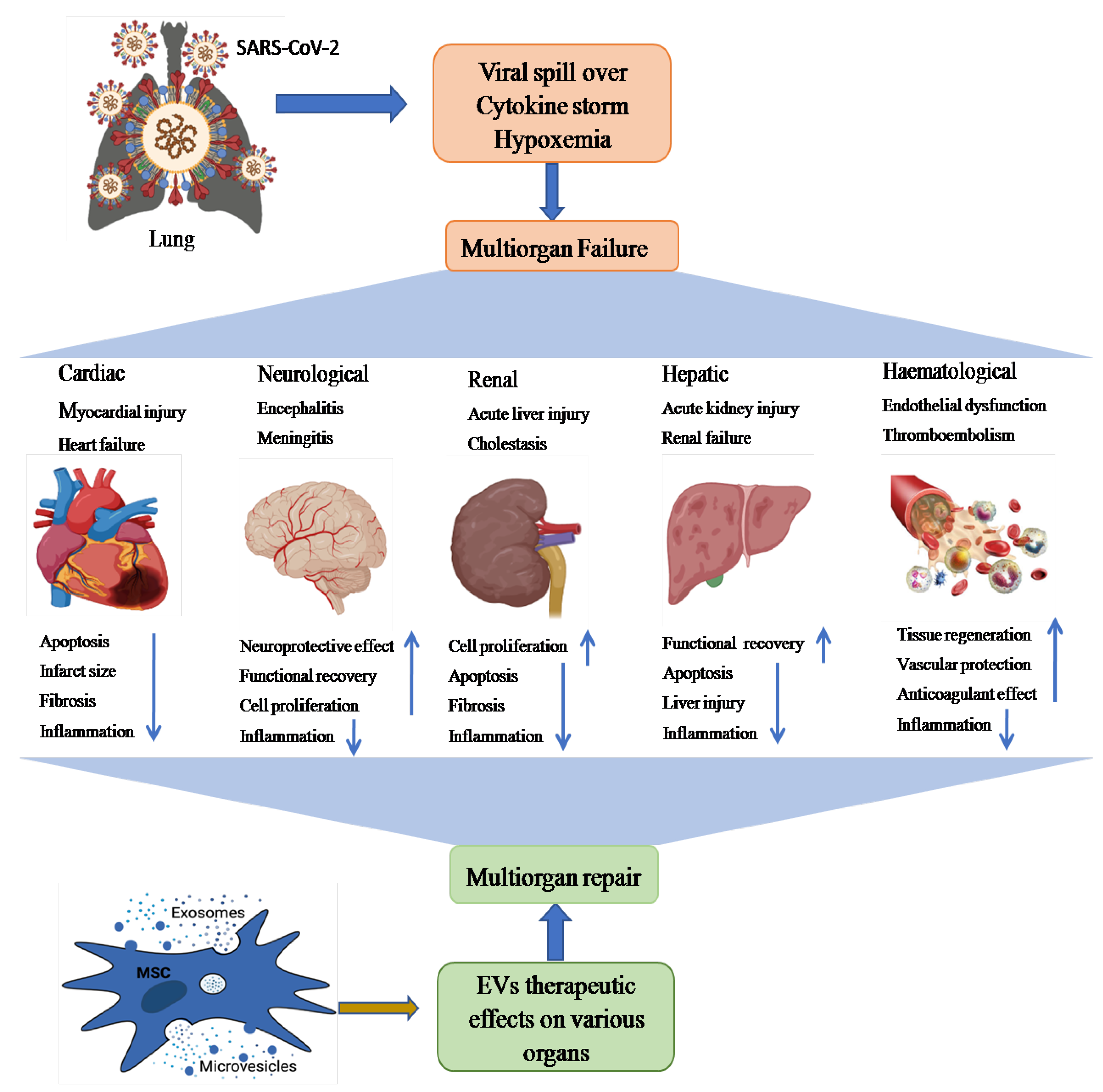 Biomedicines 09 01373 g003