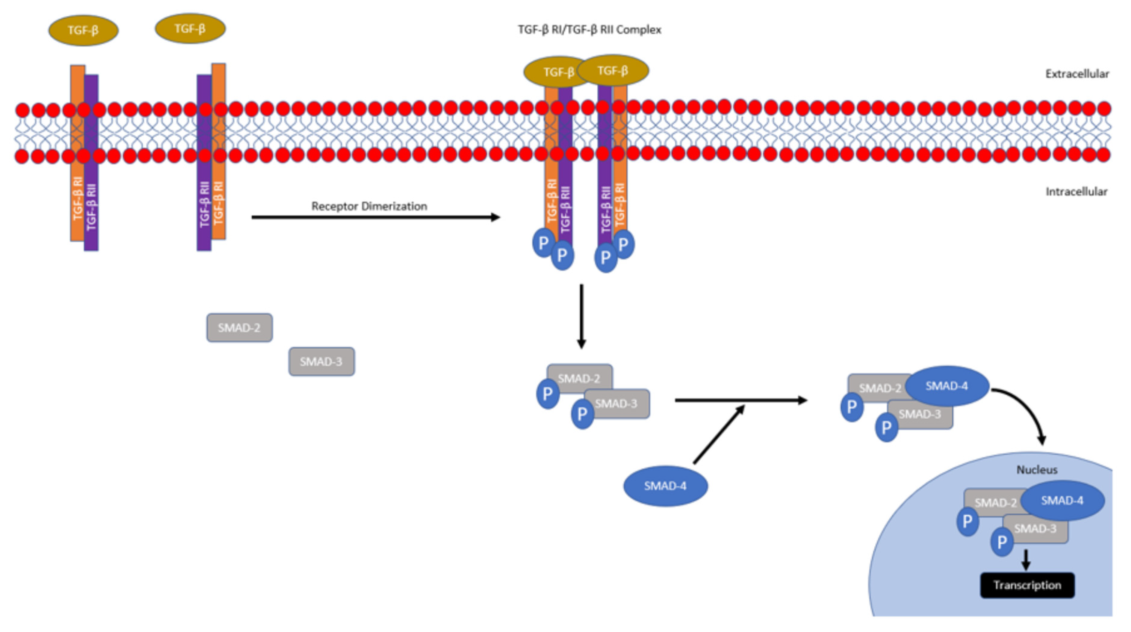 Biomedicines 09 01386 g001