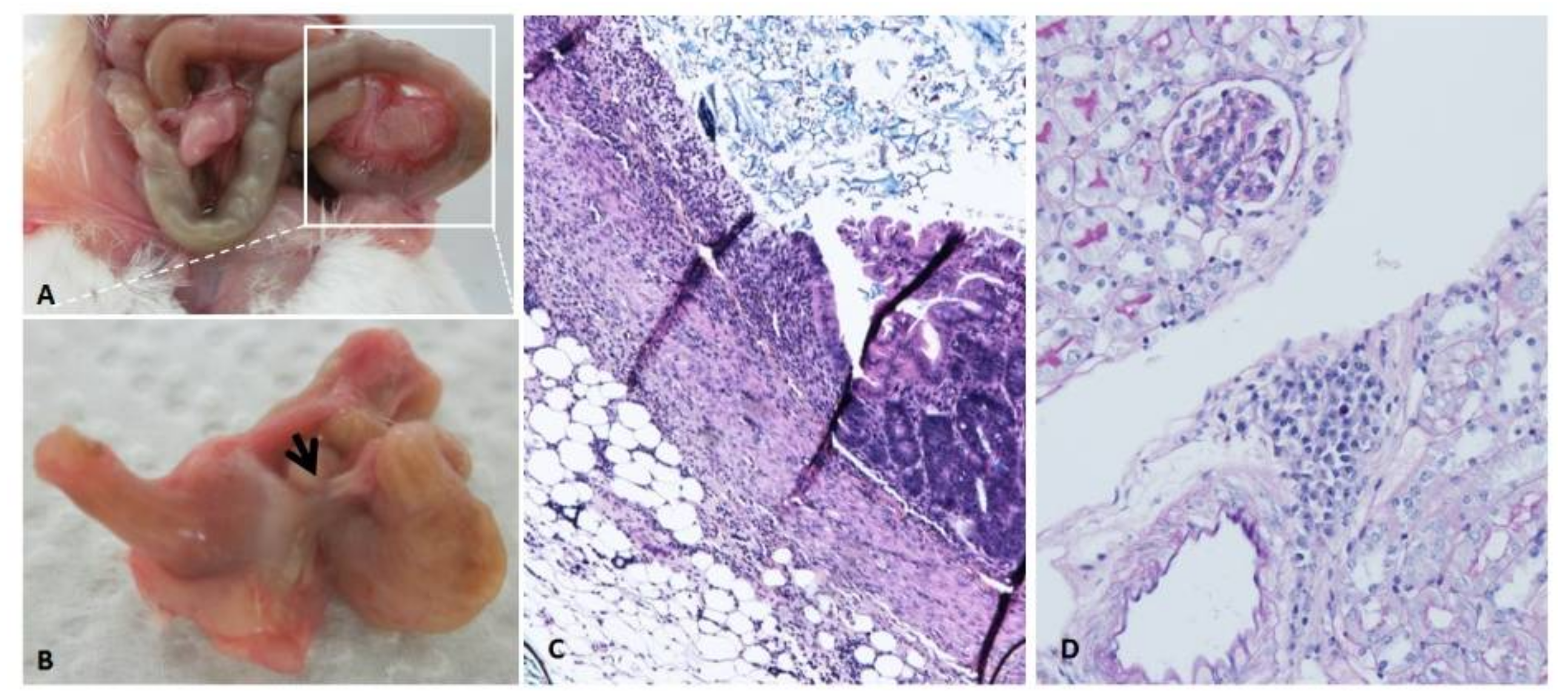 Biomedicines 09 01406 g003