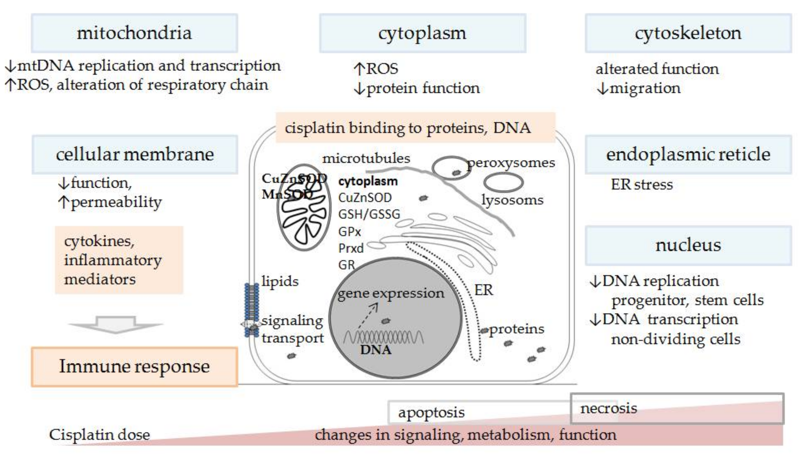 Biomedicines 09 01406 g005