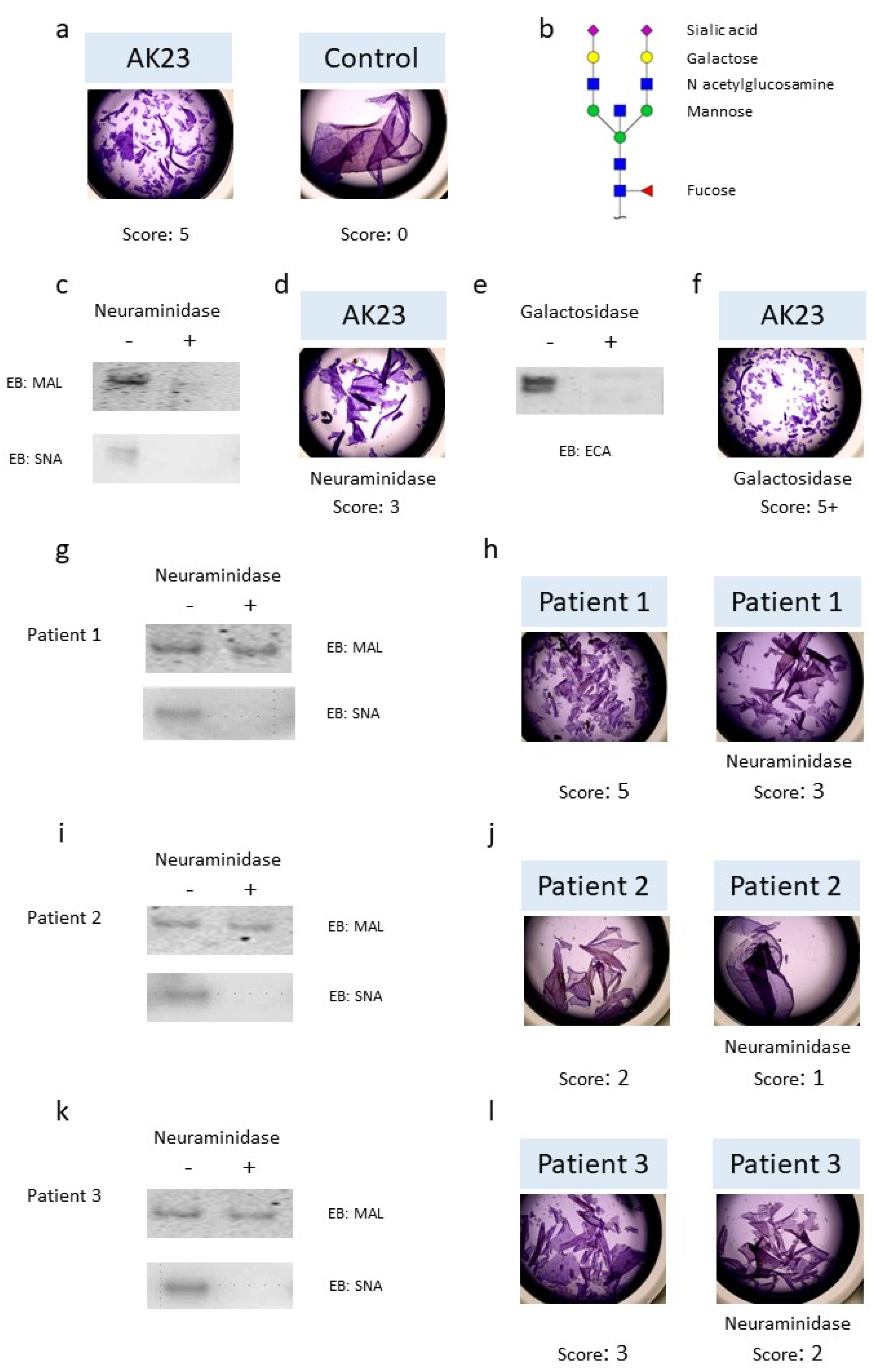 Biomedicines 09 01411 g001