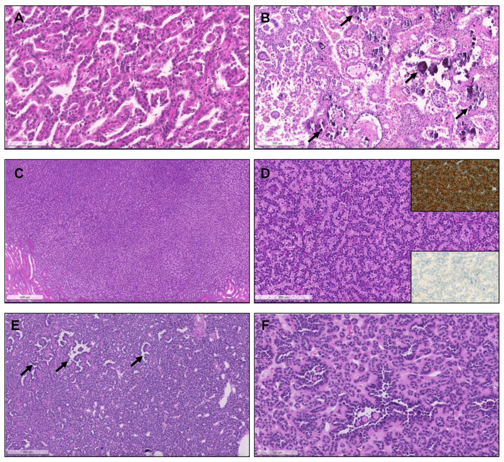 Biomedicines 09 01418 g002
