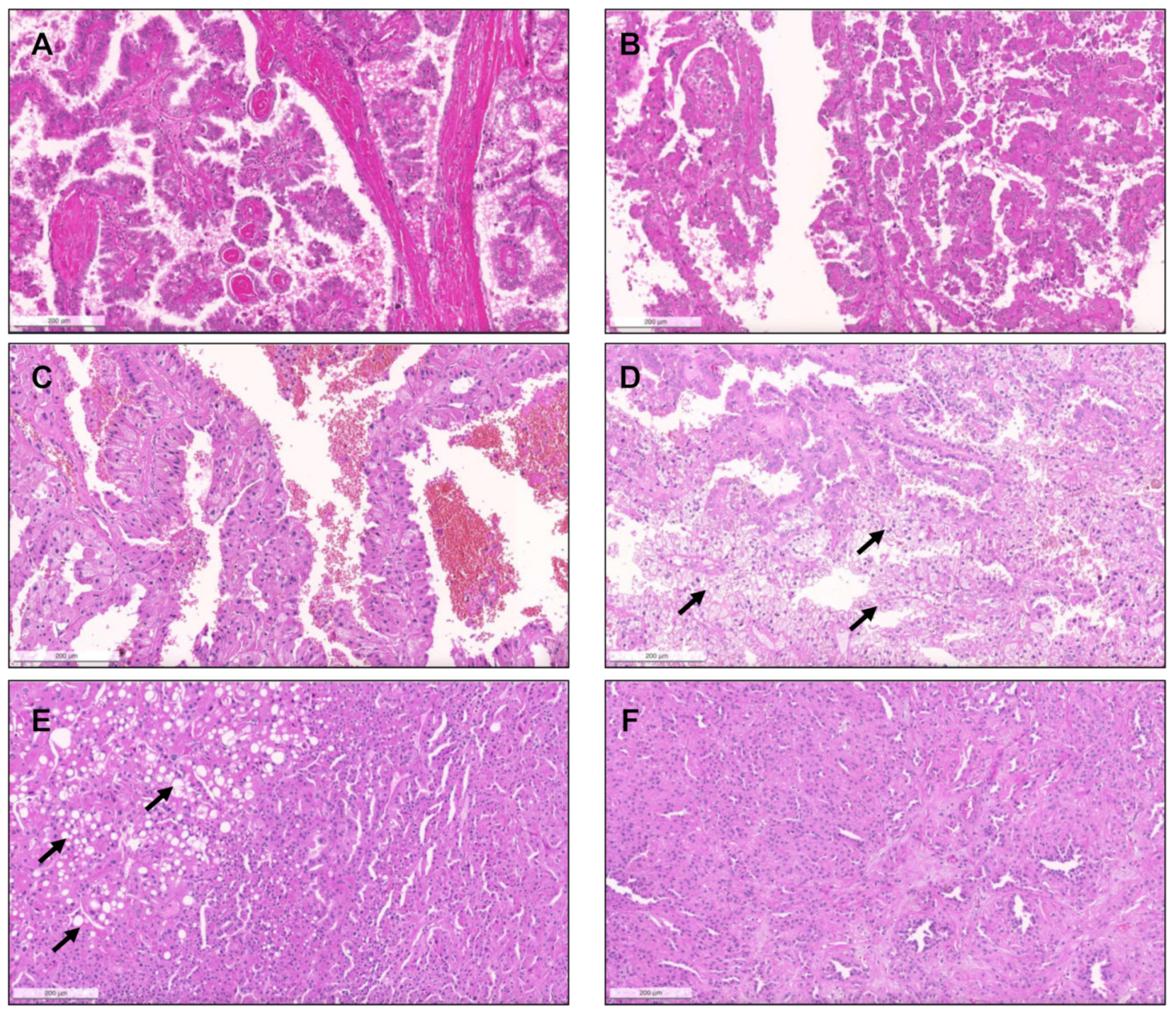 Biomedicines 09 01418 g003