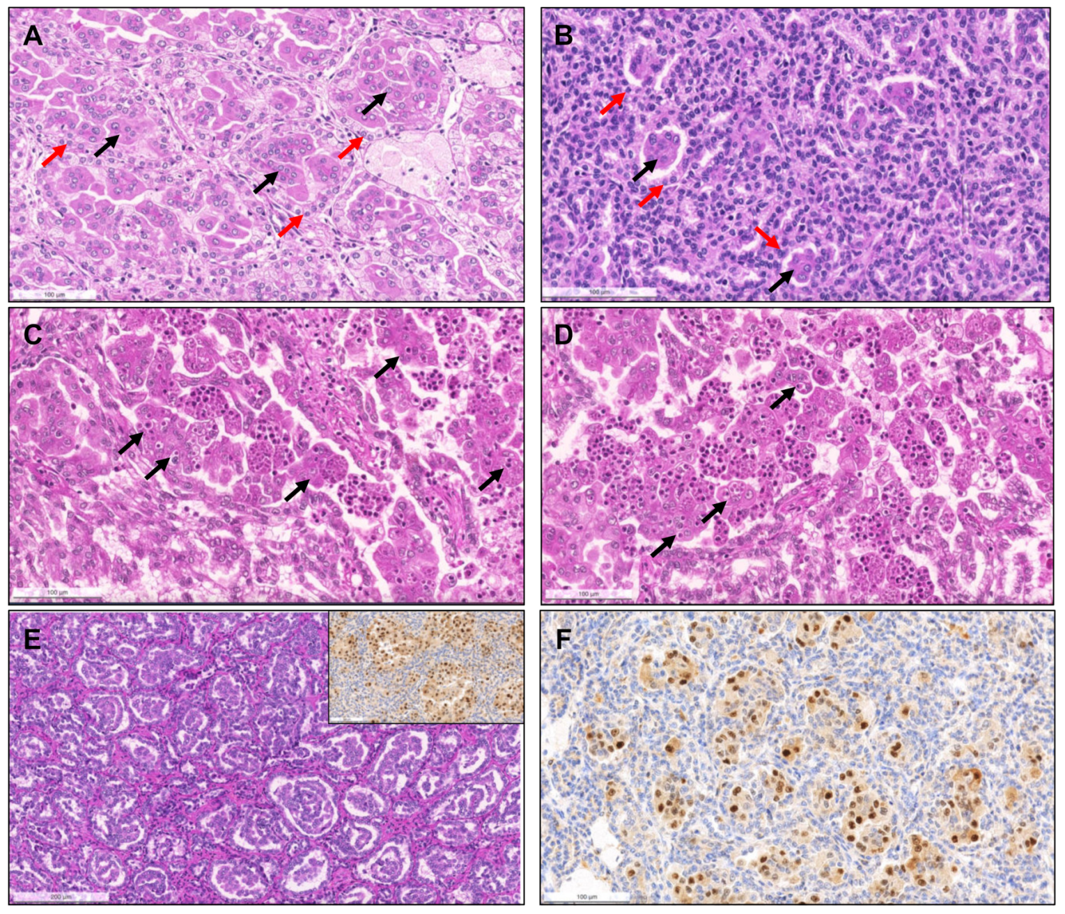 Biomedicines 09 01418 g004