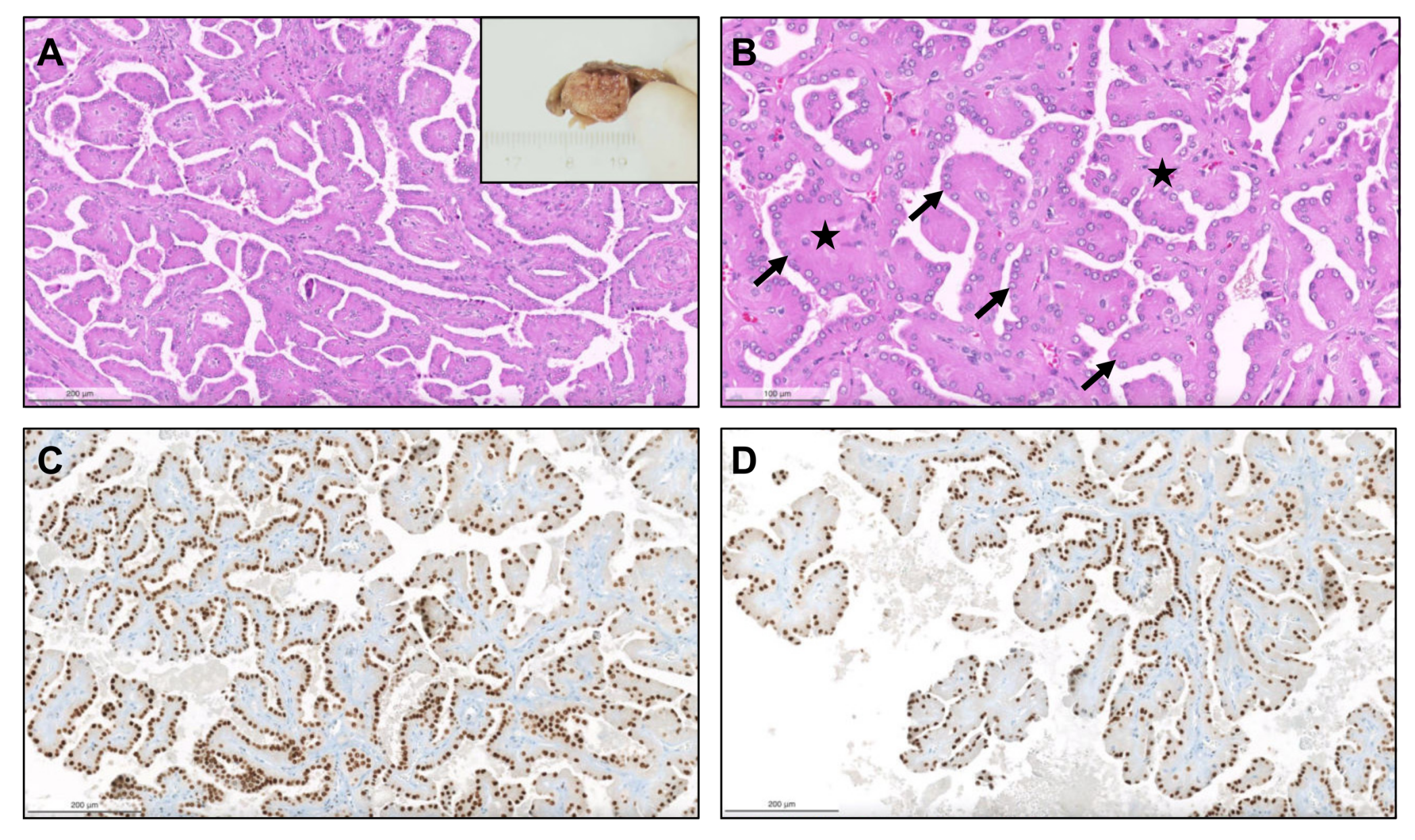 Biomedicines 09 01418 g005