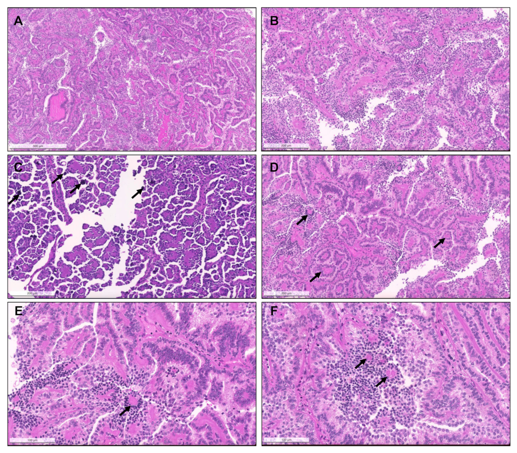 Biomedicines 09 01418 g006