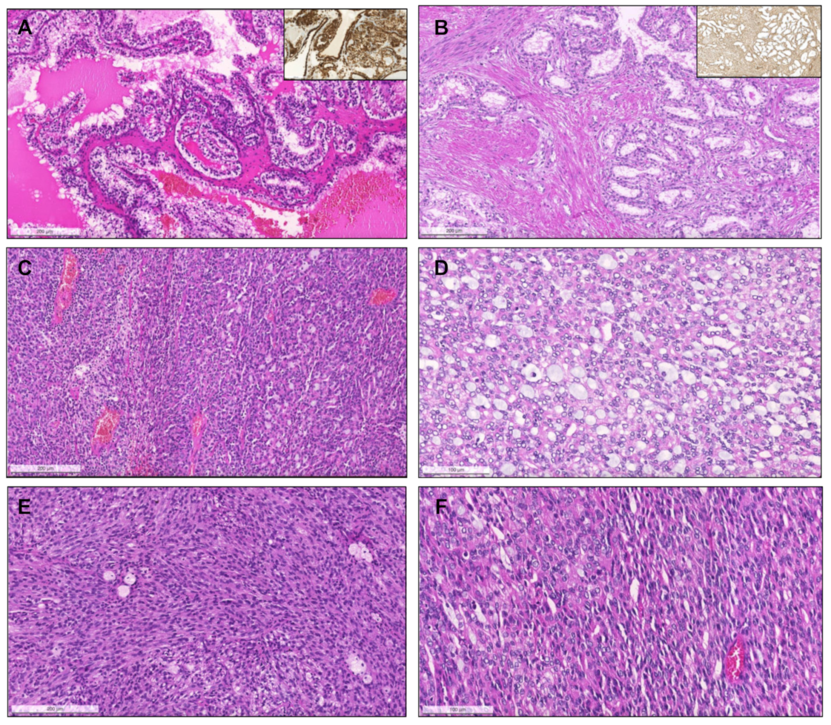 Biomedicines 09 01418 g007