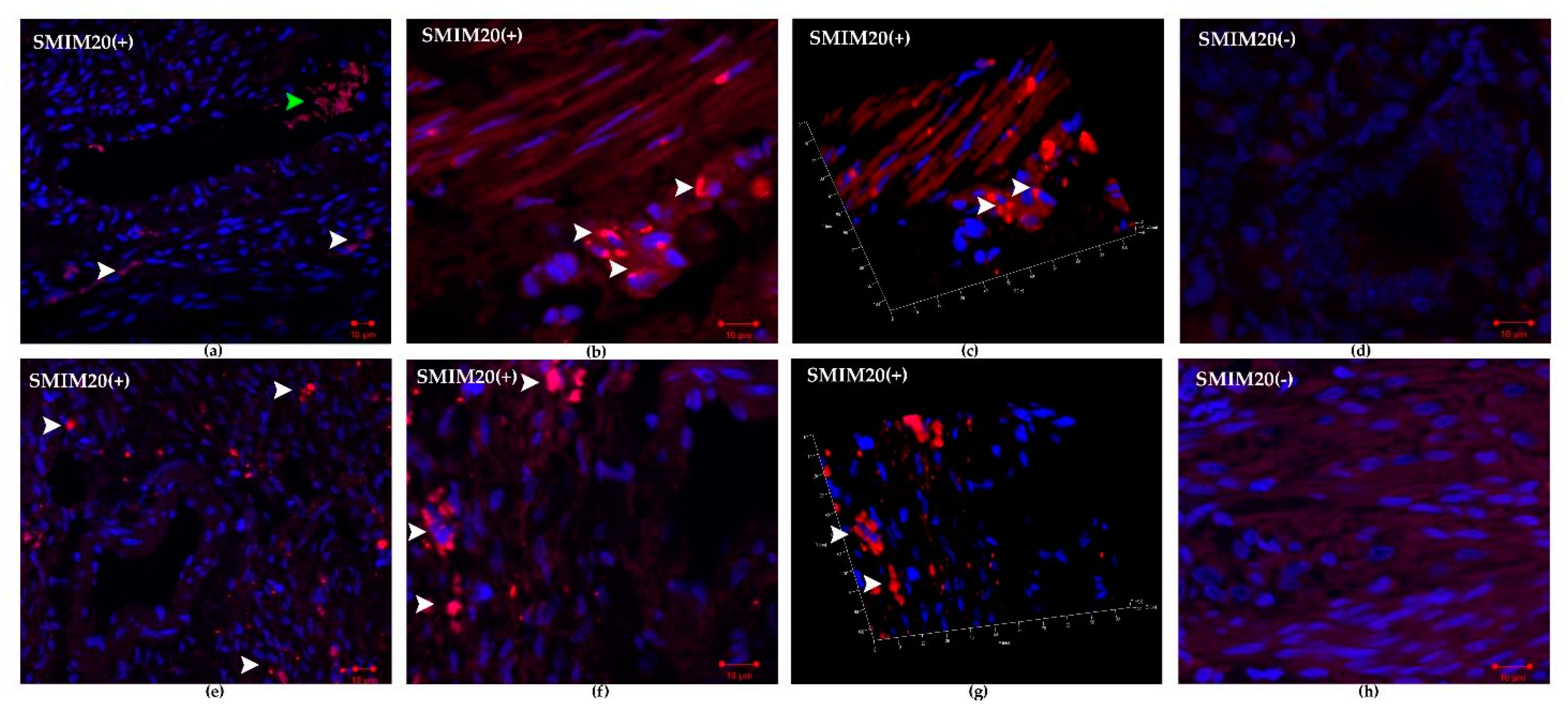 Biomedicines 09 01427 g002