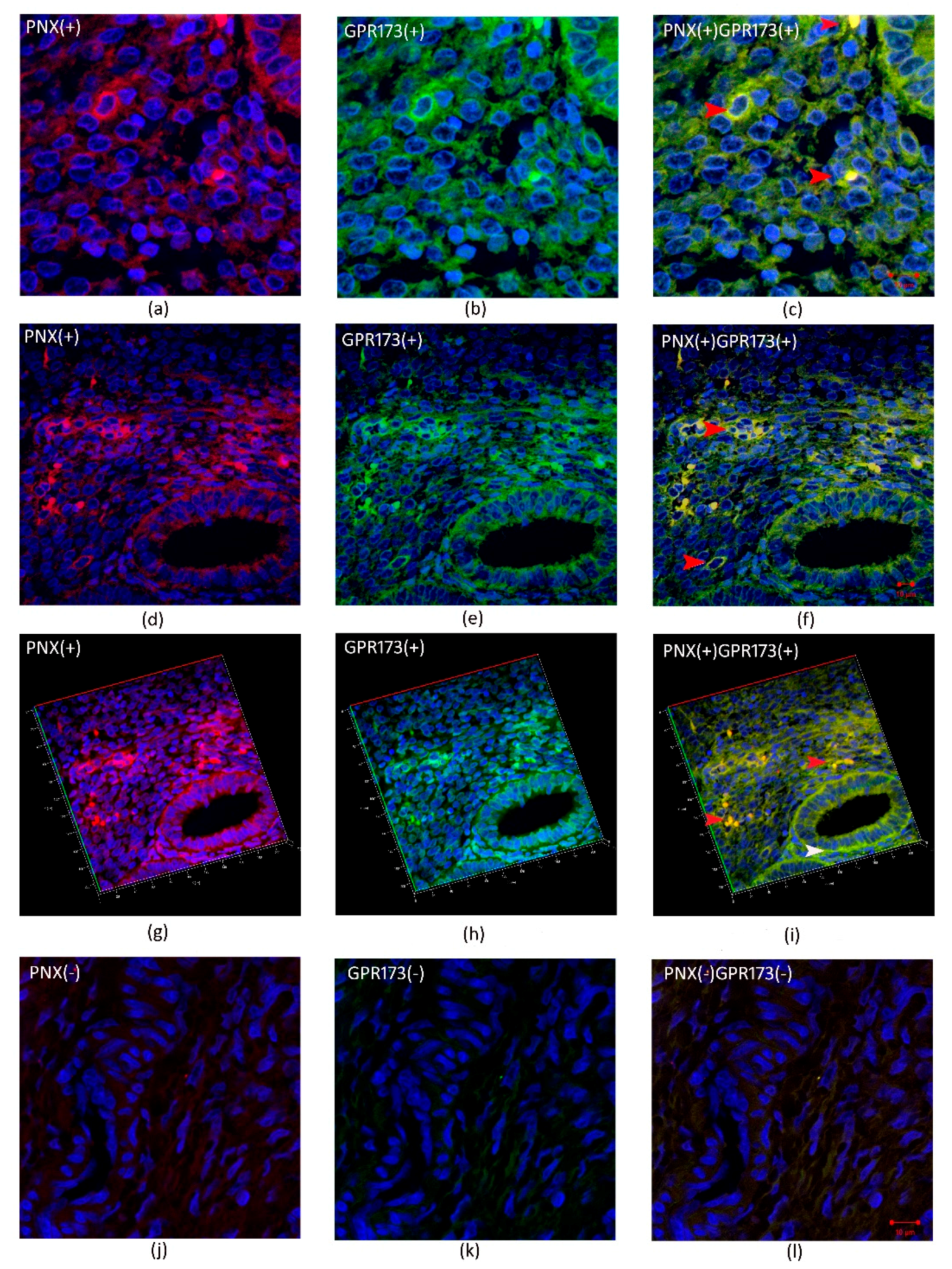 Biomedicines 09 01427 g003