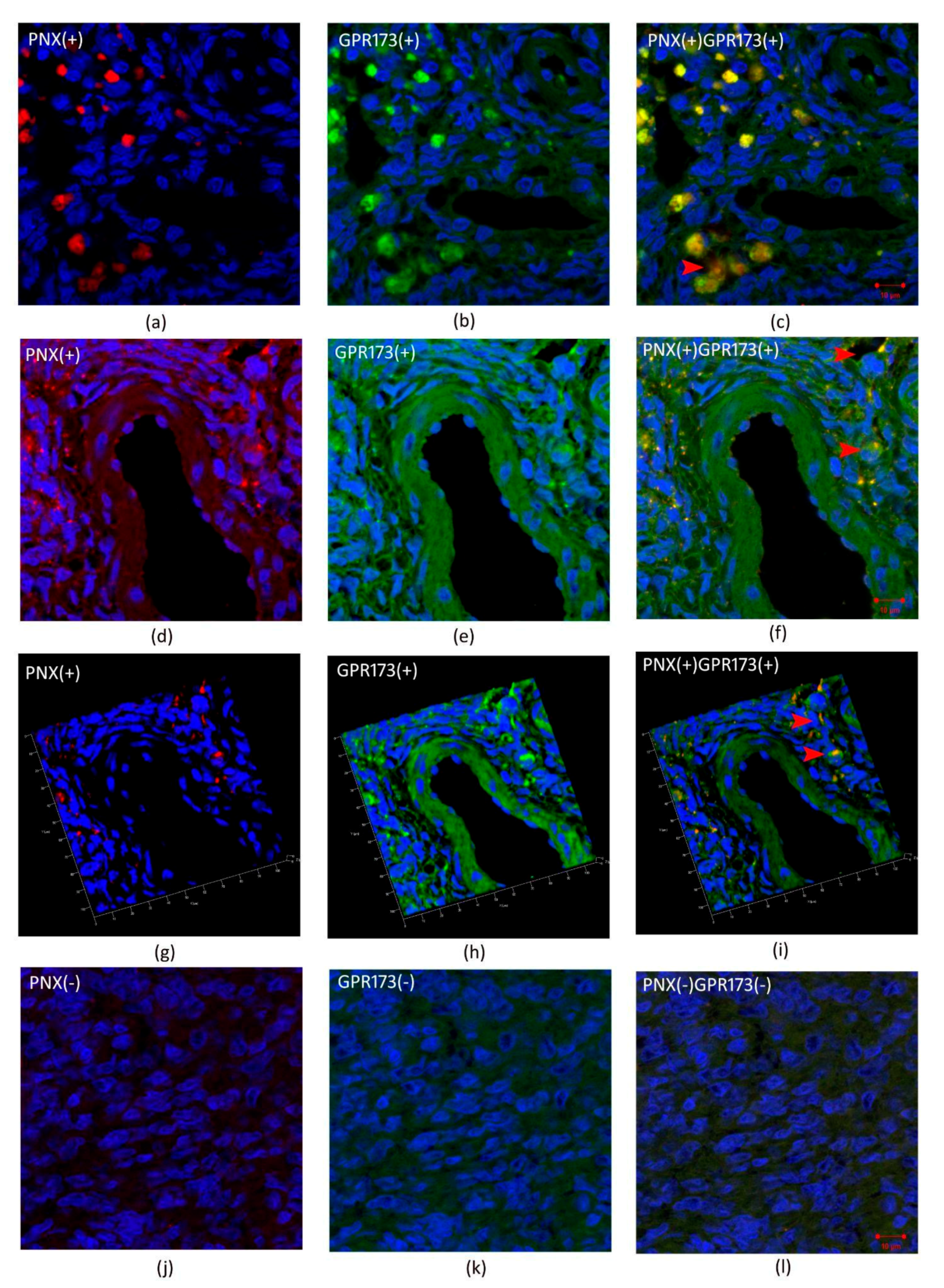 Biomedicines 09 01427 g004
