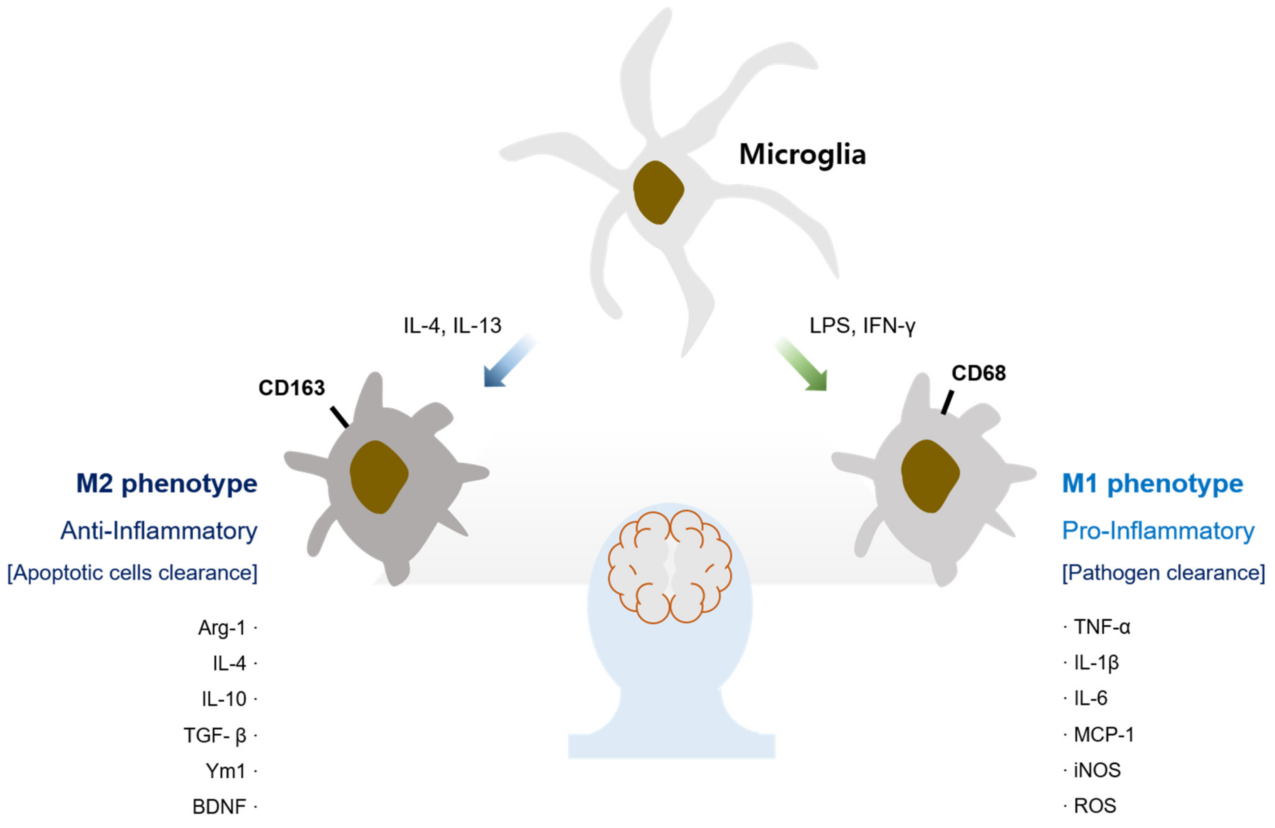 Biomedicines 09 01449 g001