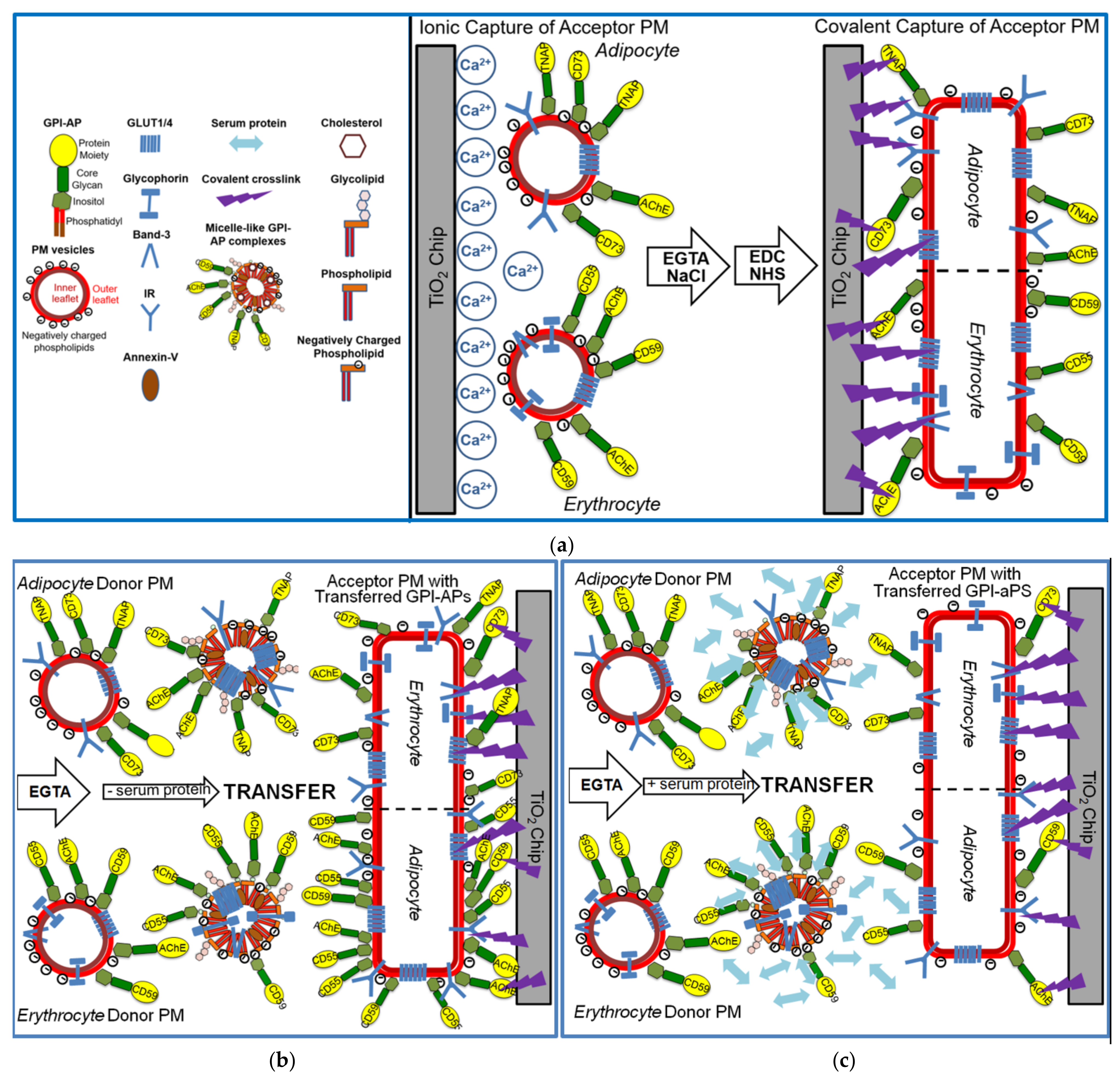 Biomedicines 09 01452 g001a Biomedicines 09 01452 g001a