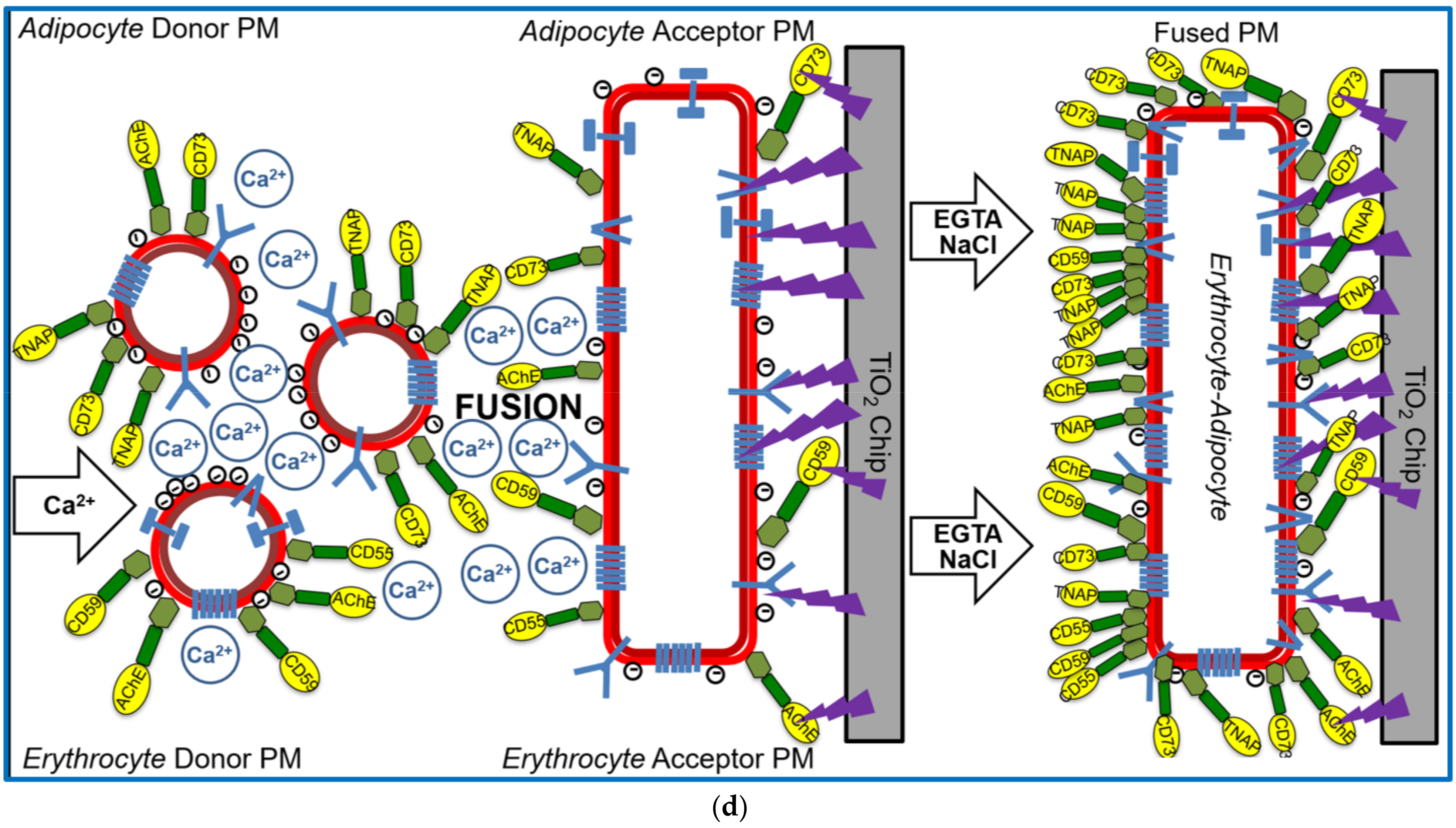 Biomedicines 09 01452 g001b Biomedicines 09 01452 g001b