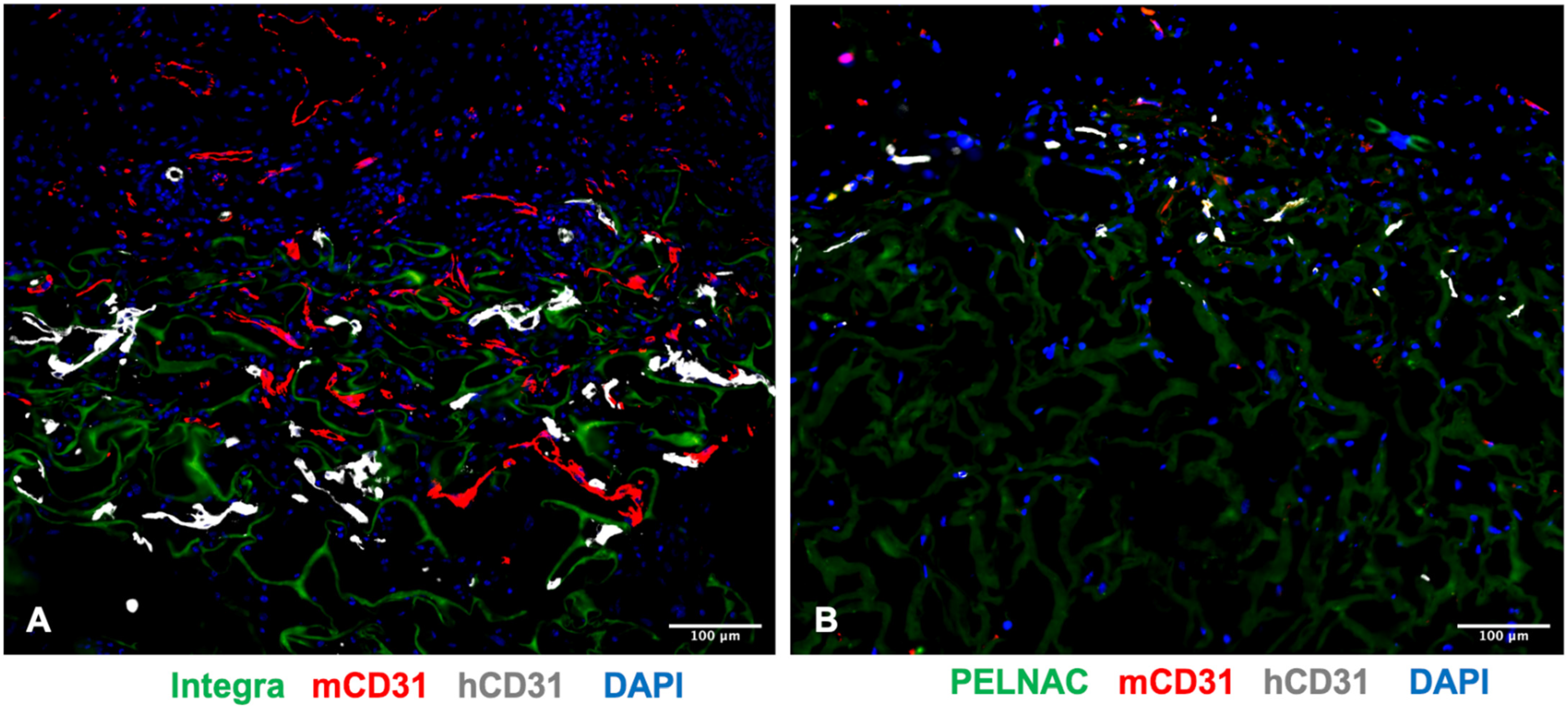 Biomedicines 09 01458 g006