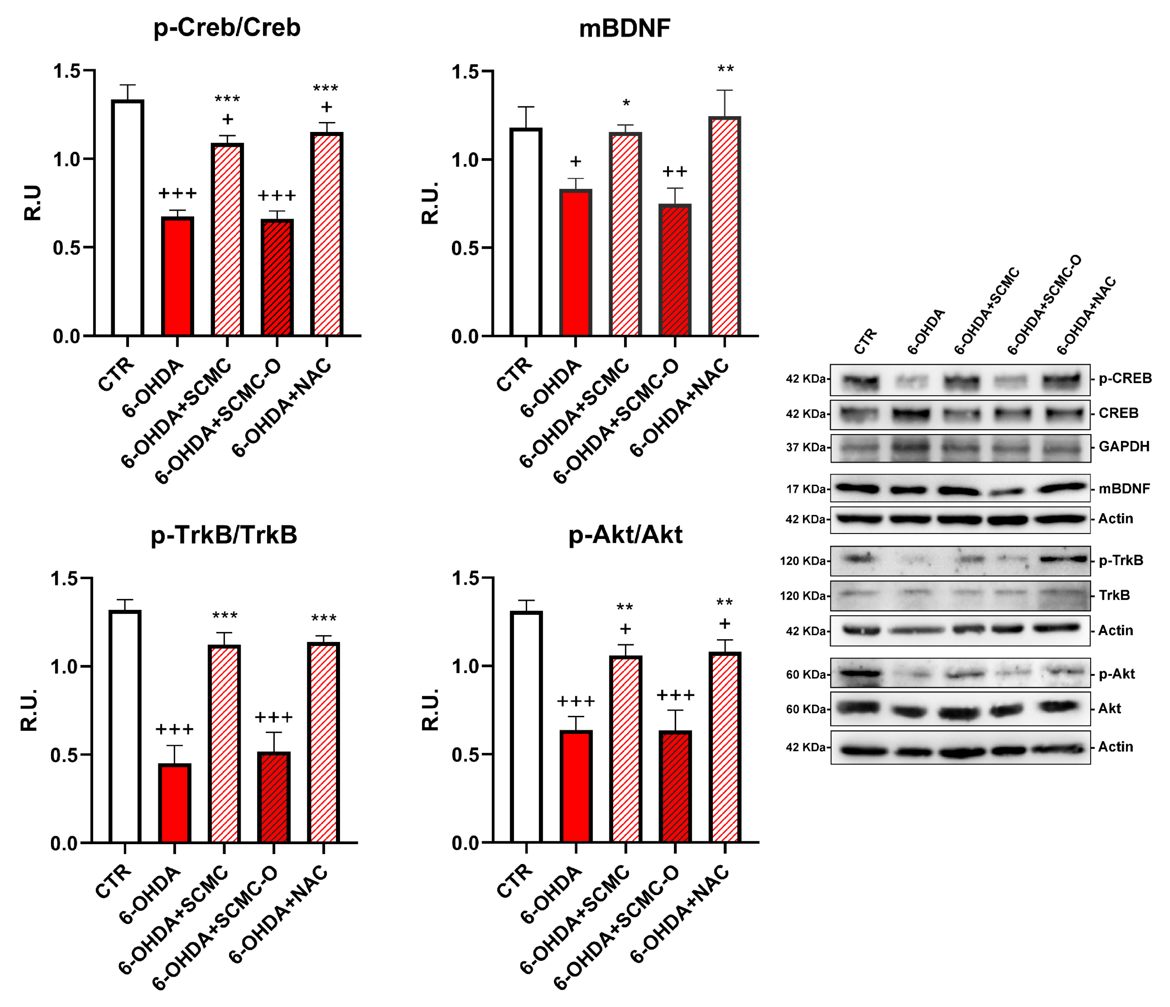 Biomedicines 09 01467 g003