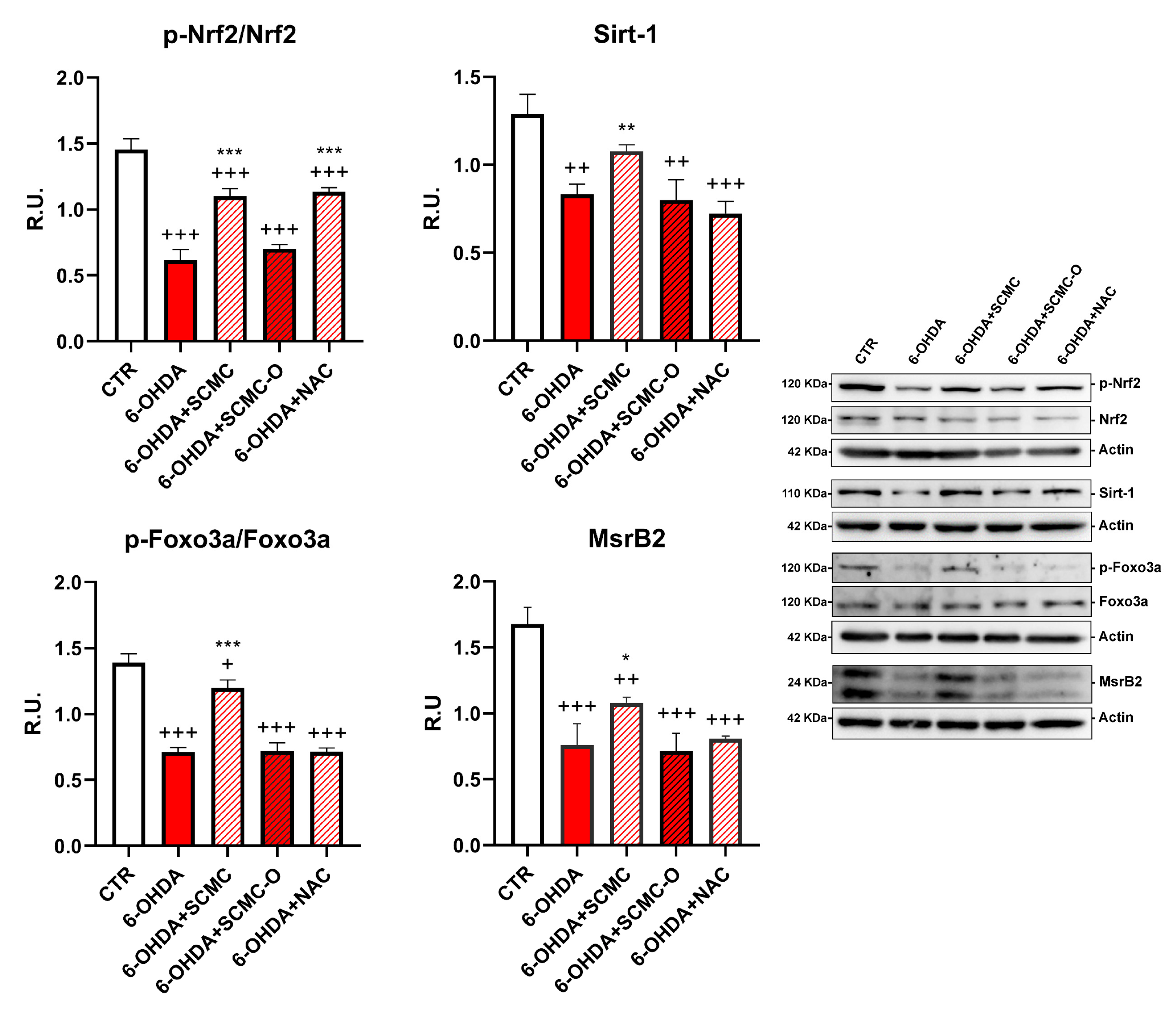 Biomedicines 09 01467 g005