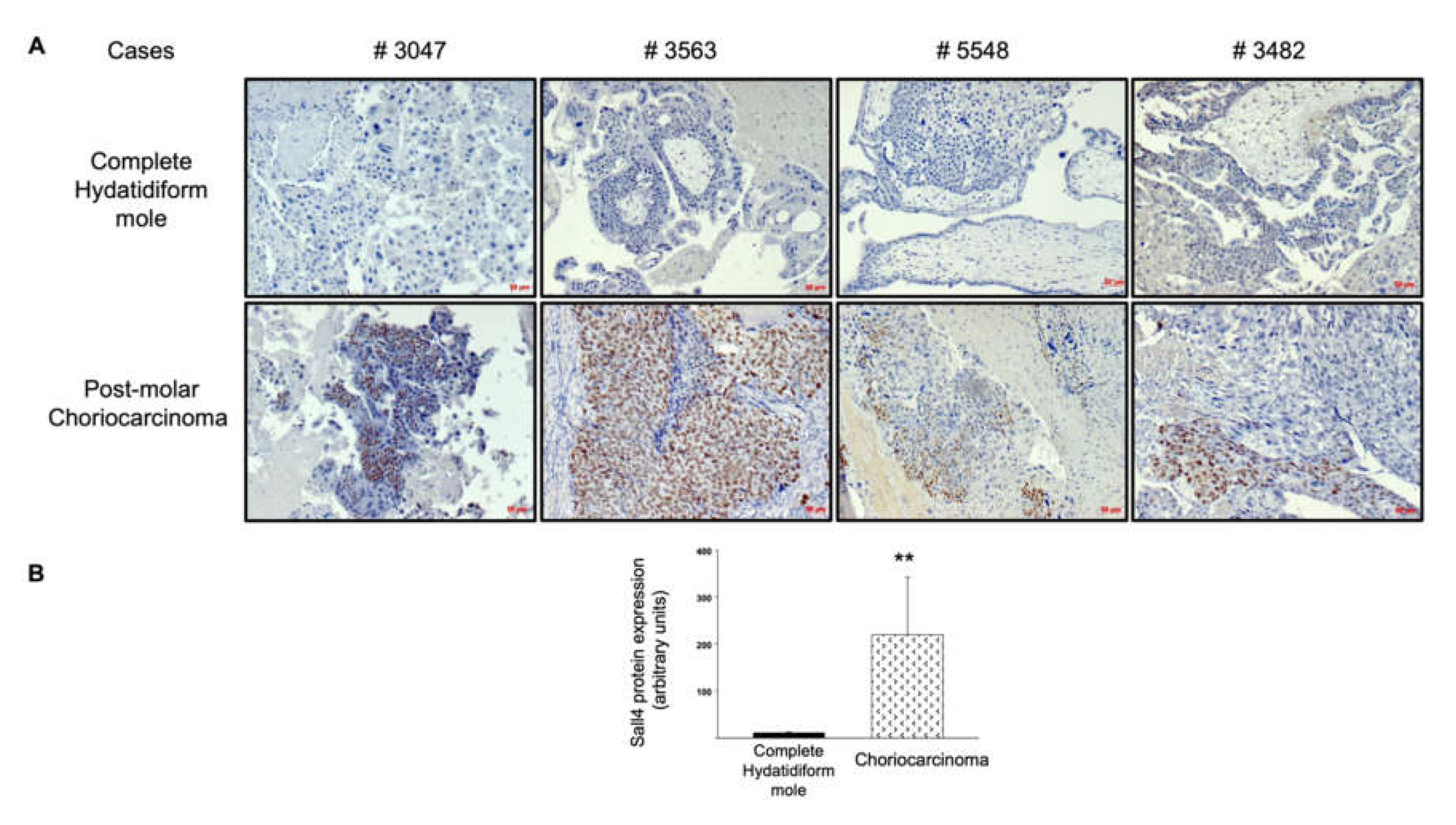 Biomedicines 09 01474 g003
