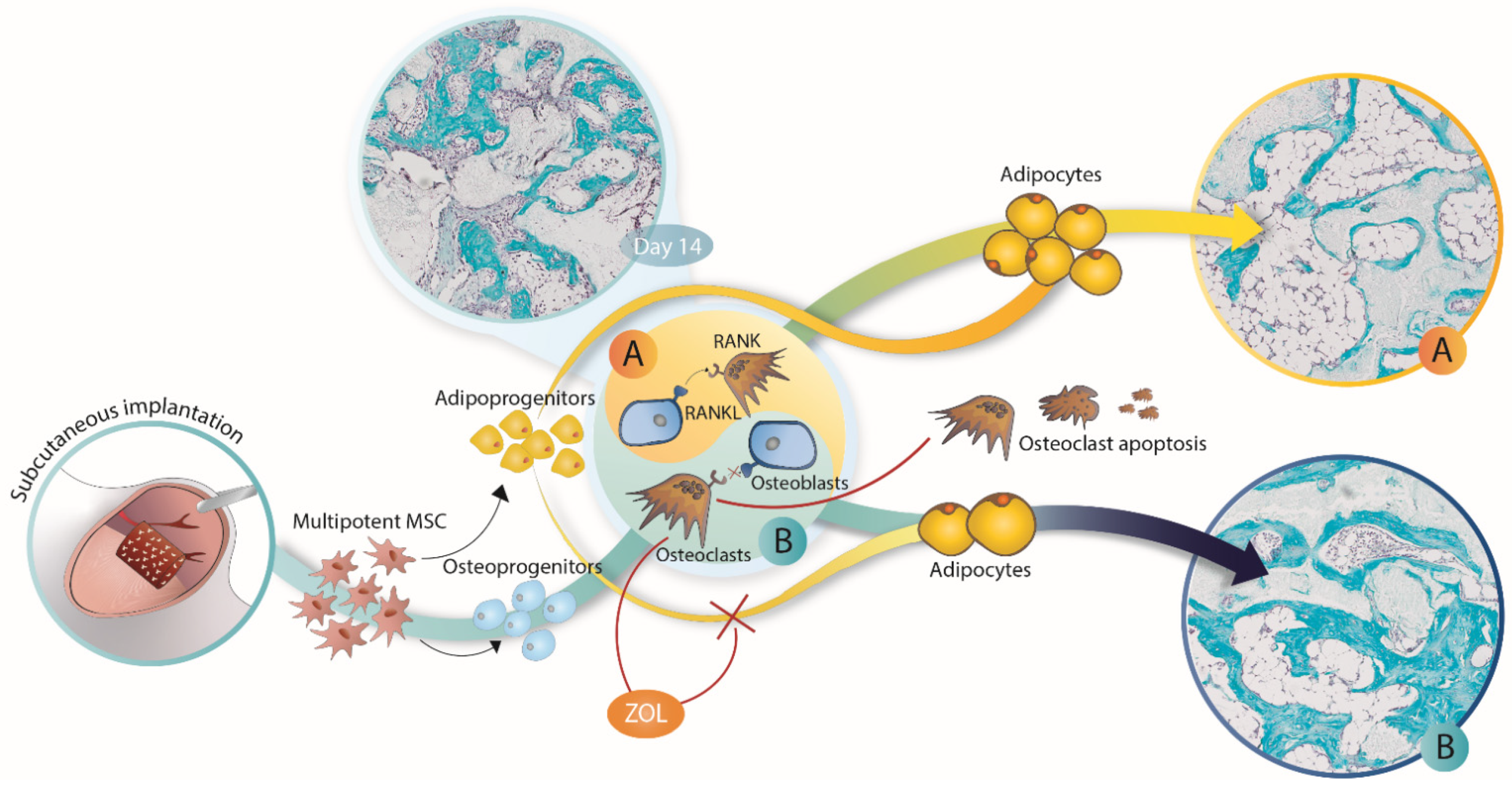 Biomedicines 09 01487 g007