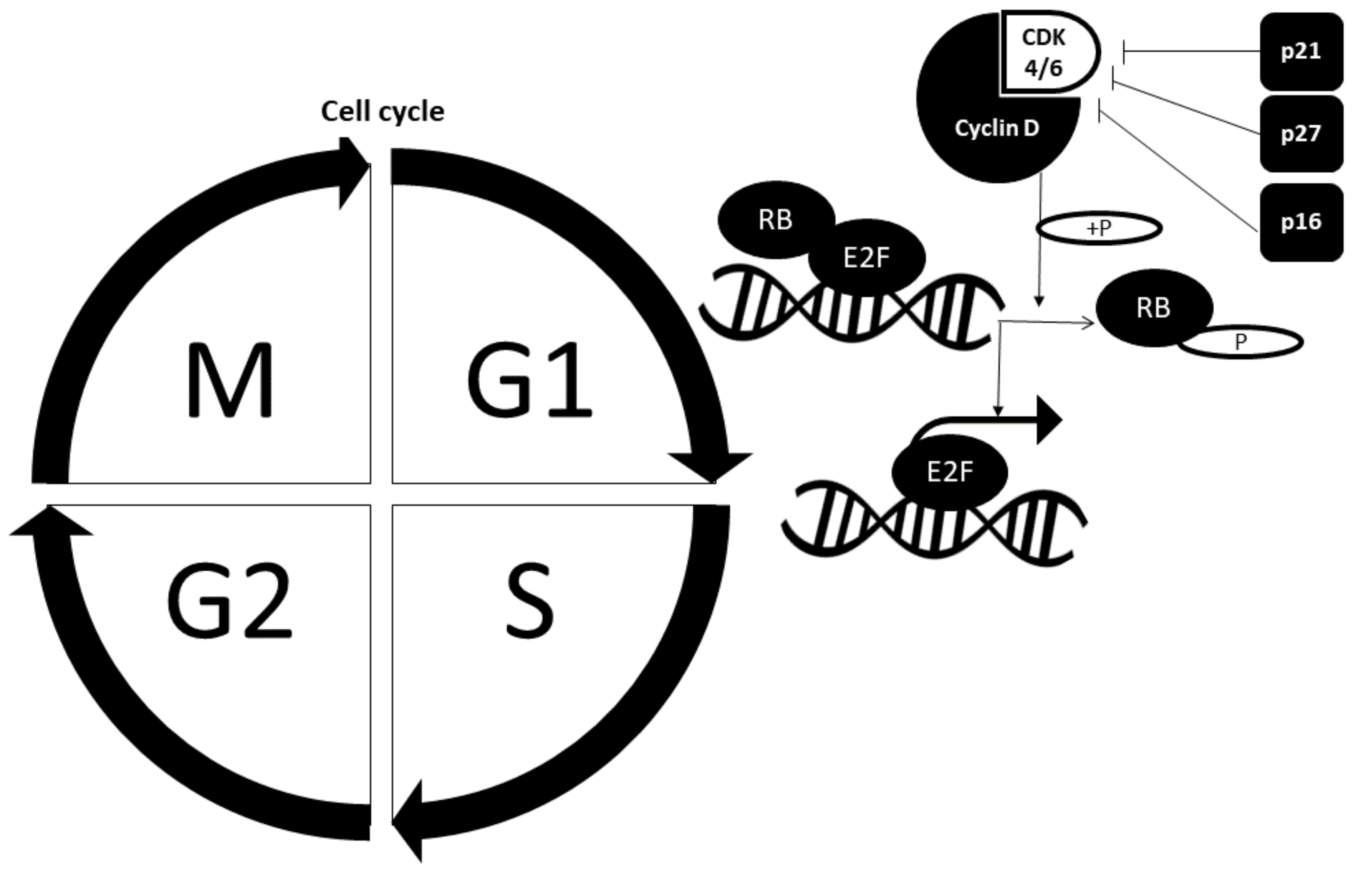 Biomedicines 09 01494 g002