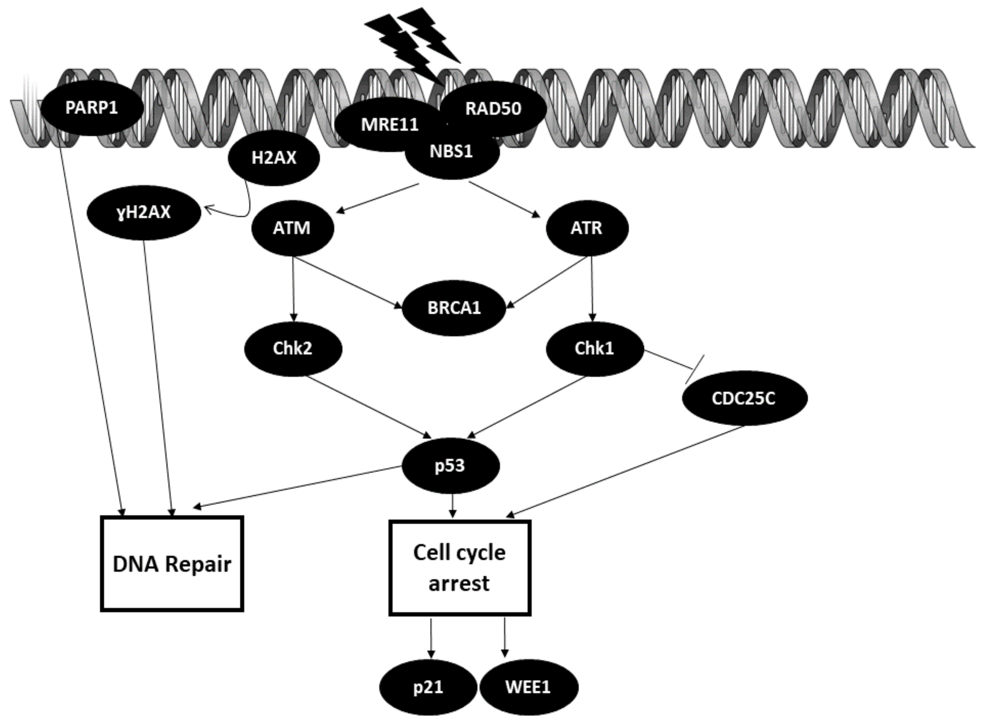 Biomedicines 09 01494 g003