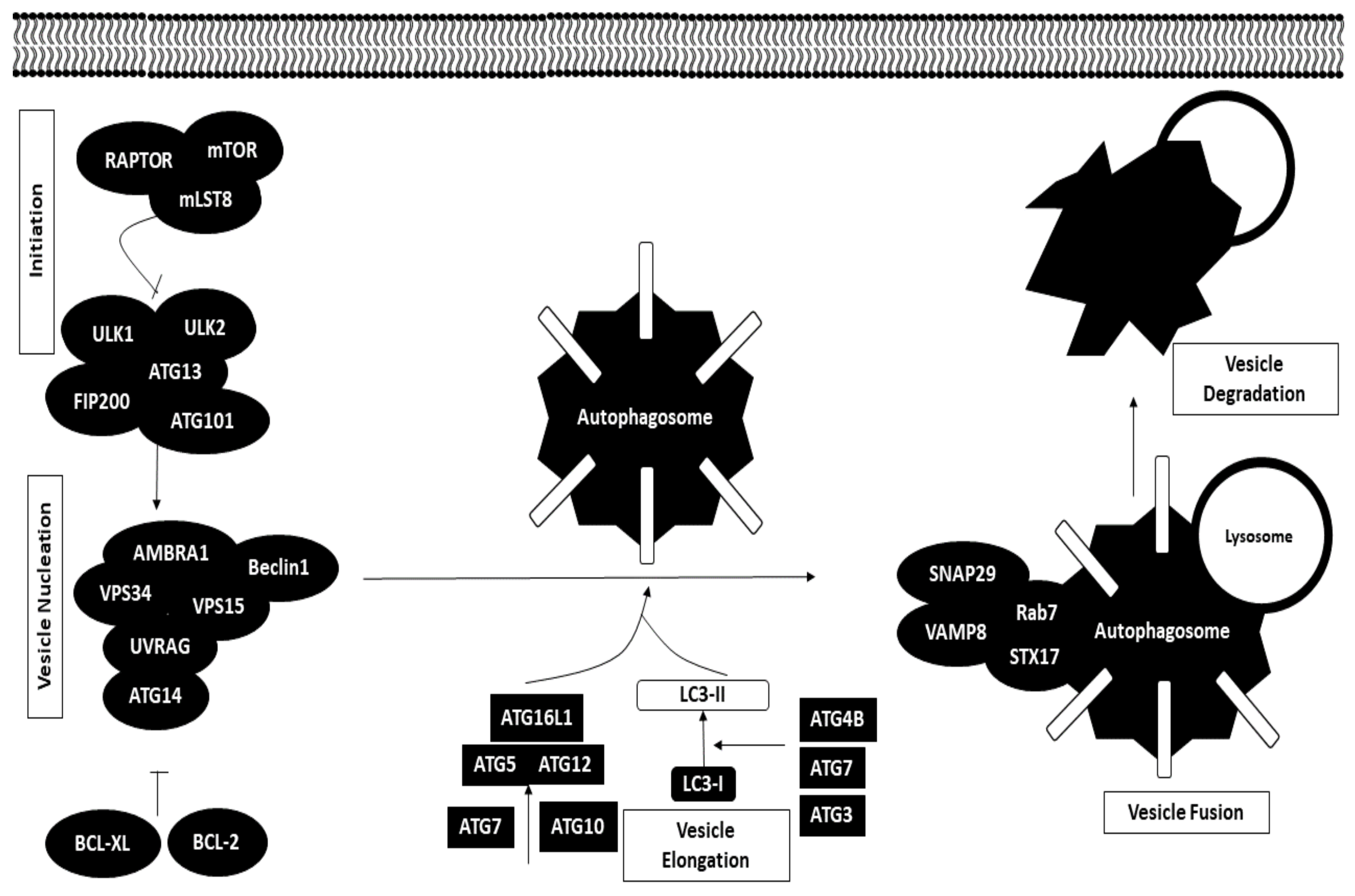 Biomedicines 09 01494 g004