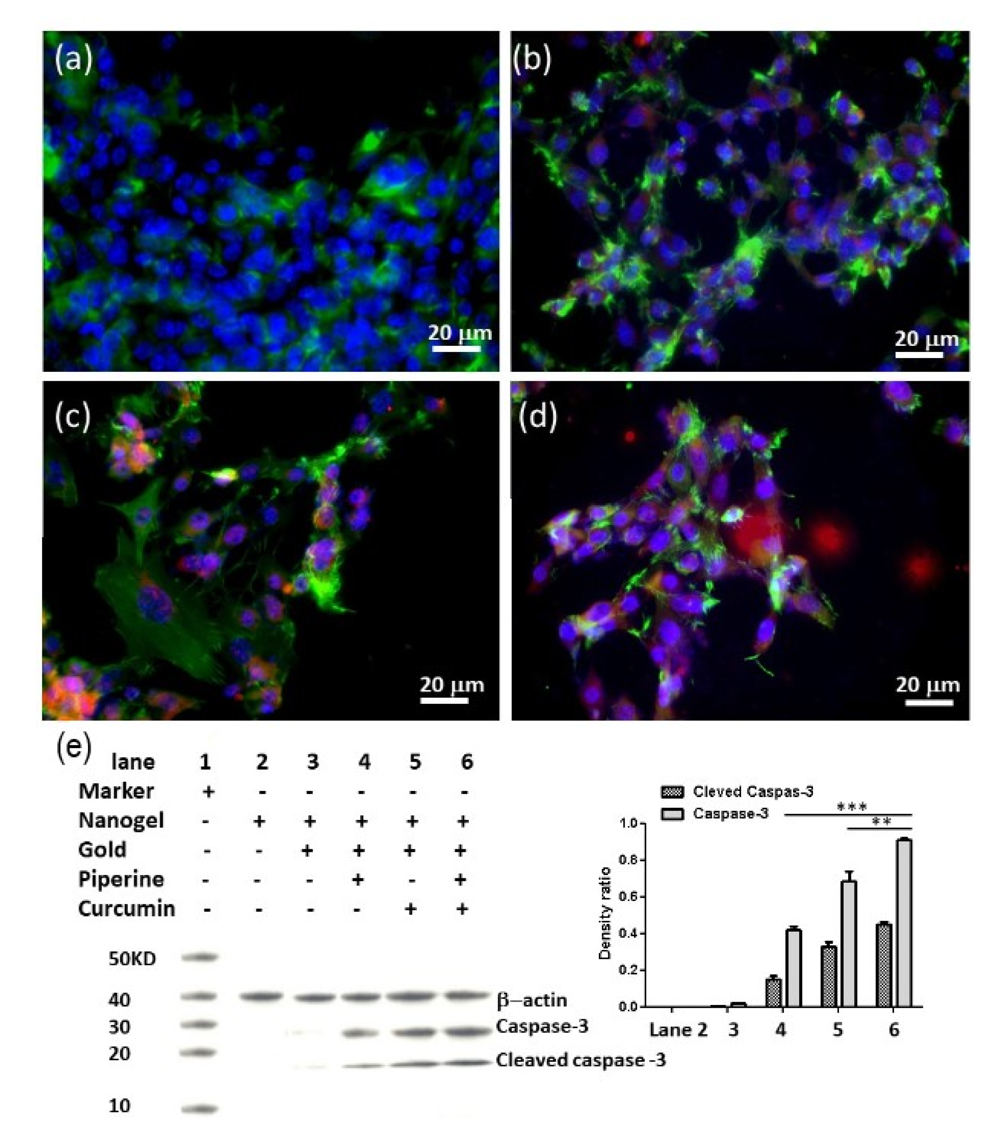 Biomedicines 09 01516 g005