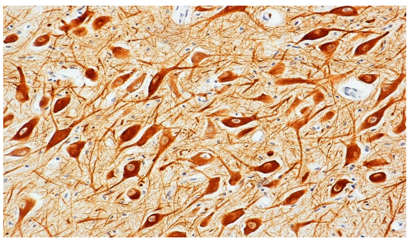 Biomedicines 09 01534 g002