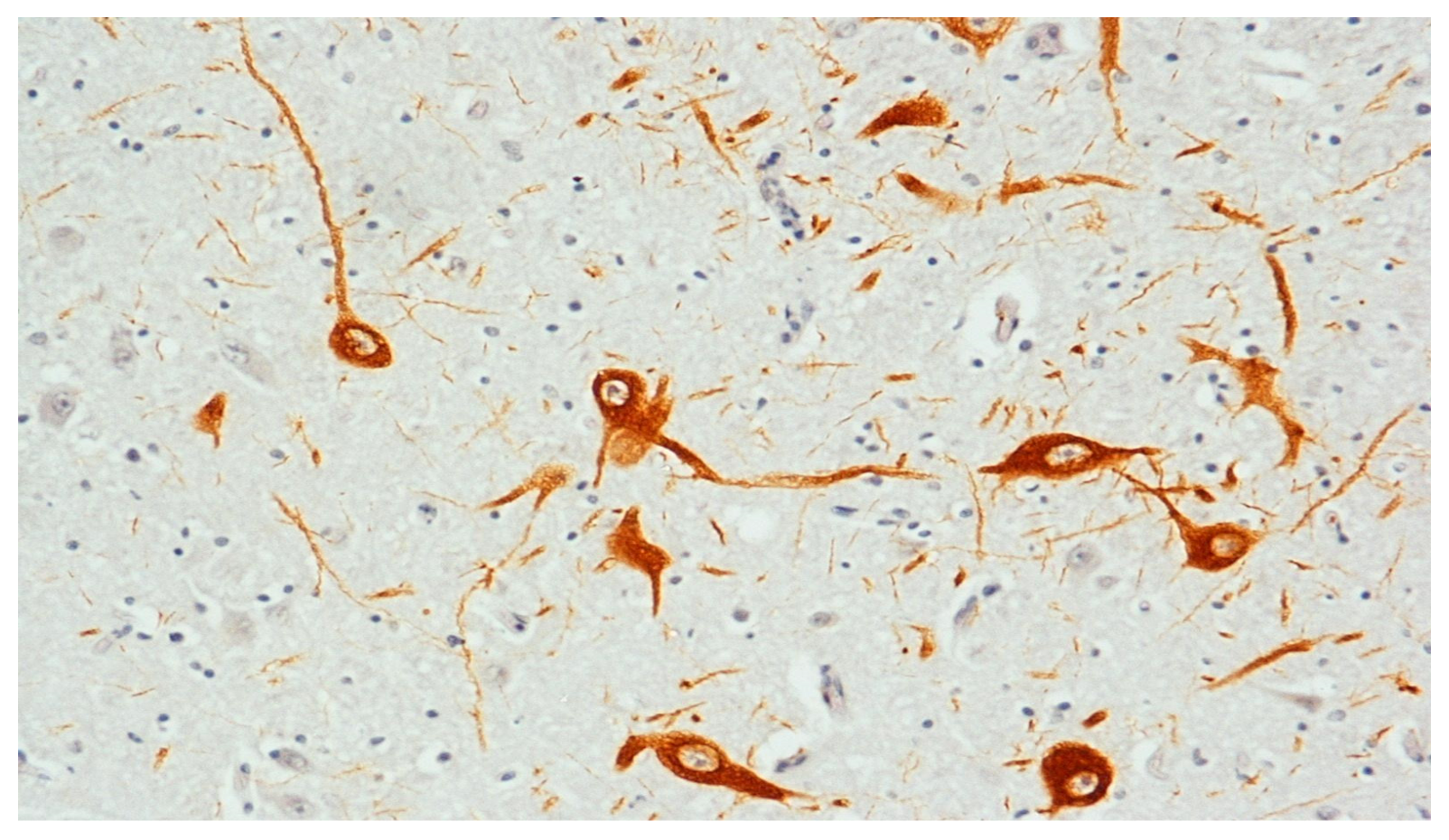 Biomedicines 09 01534 g003