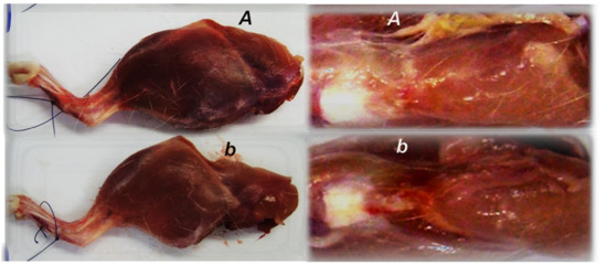 Biomedicines 09 01547 g008 550