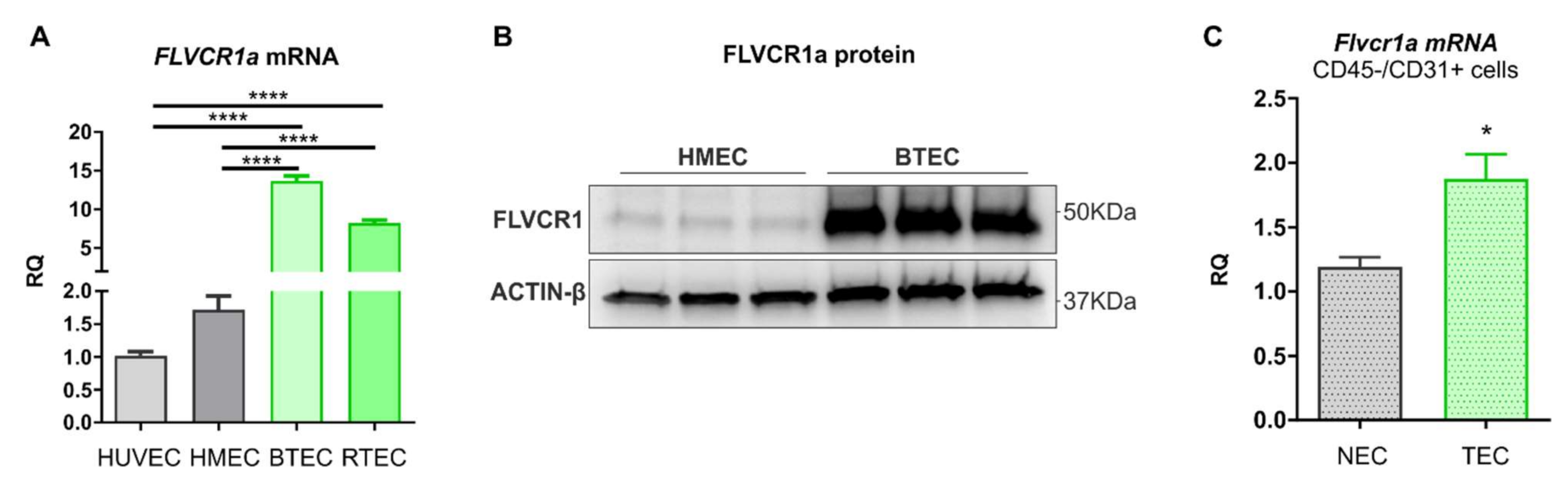 Biomedicines 09 01557 g001