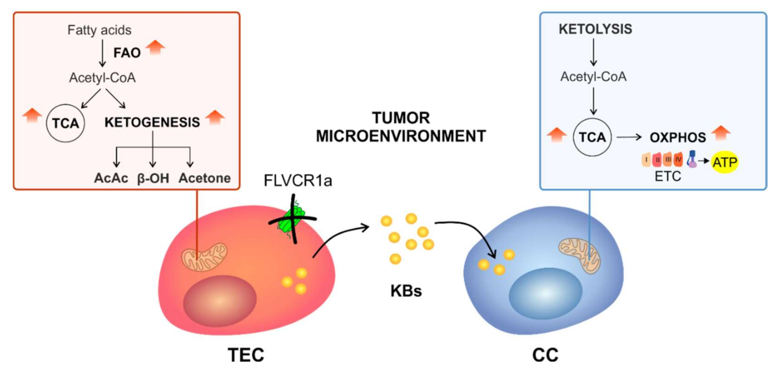 Biomedicines 09 01557 g007