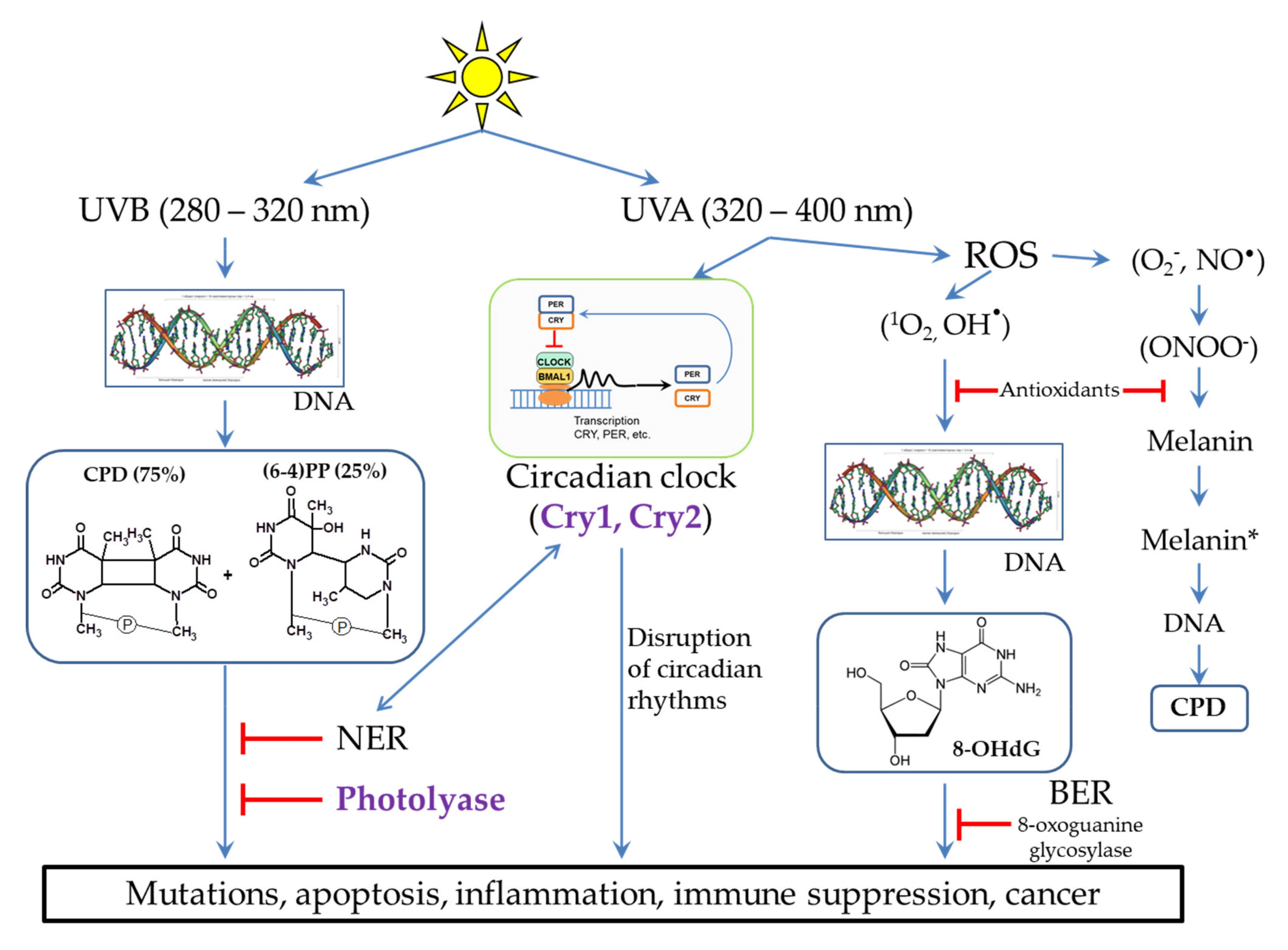 Biomedicines 09 01564 g002