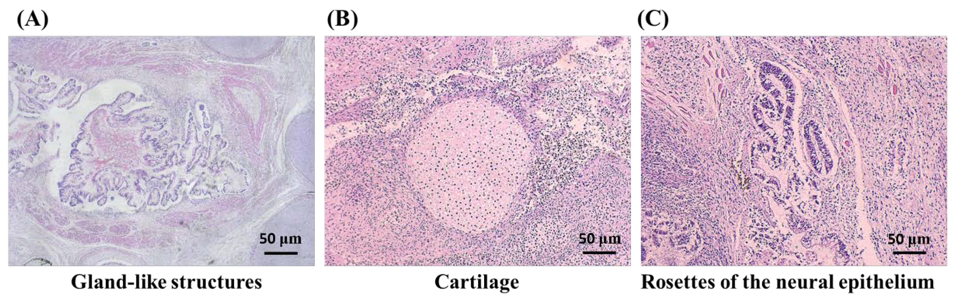 Biomedicines 09 01565 g004
