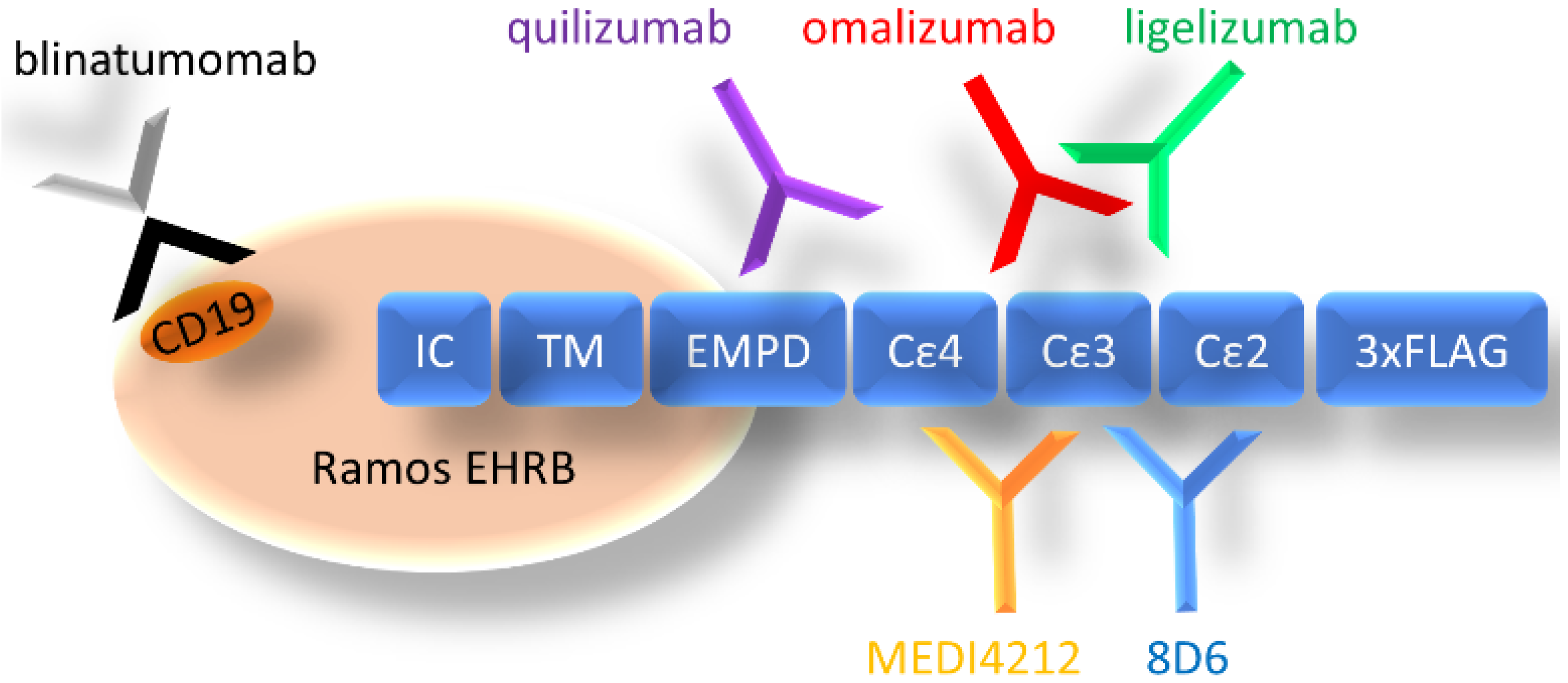 Biomedicines 09 01568 g001
