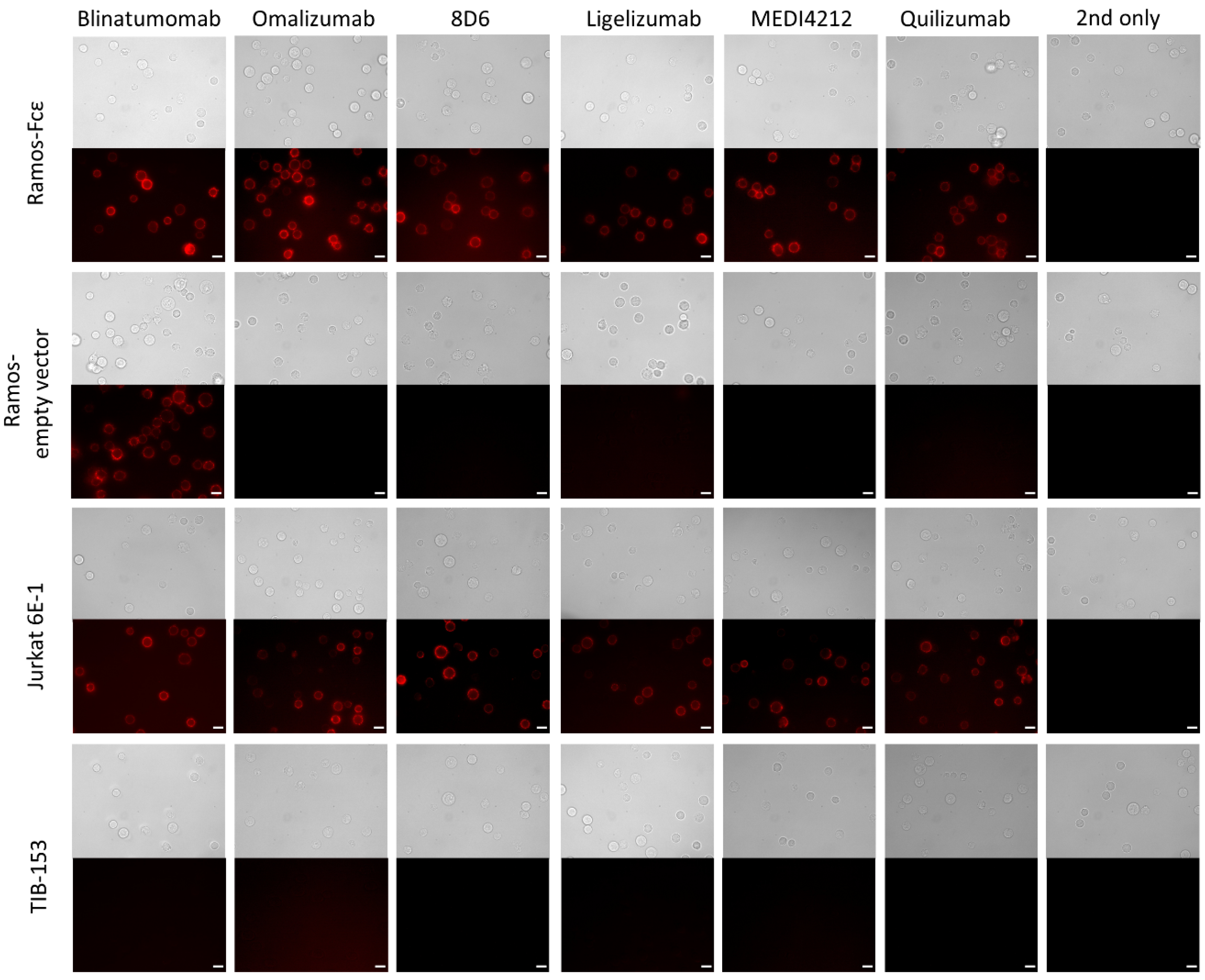 Biomedicines 09 01568 g005