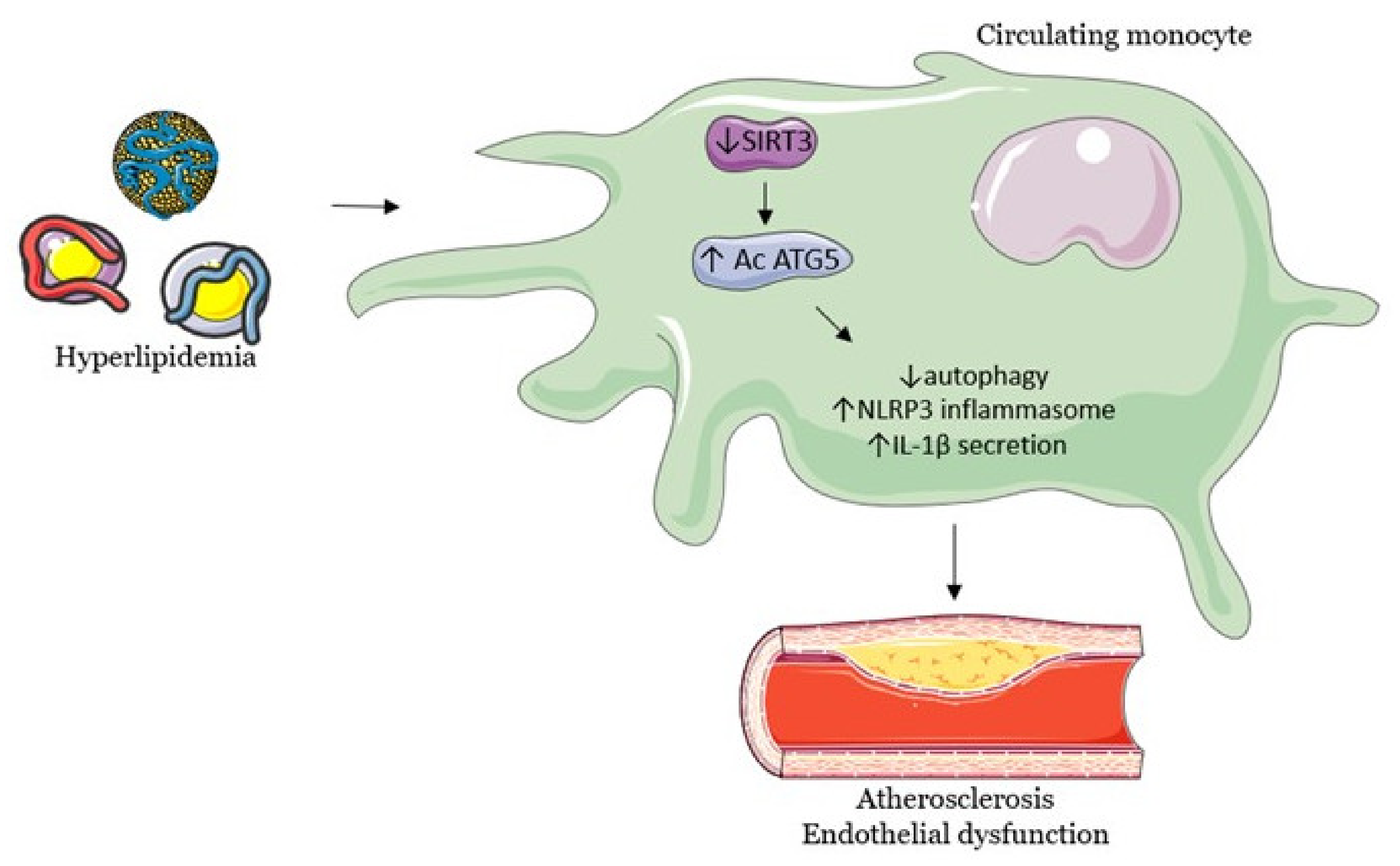 Biomedicines 09 01574 g001