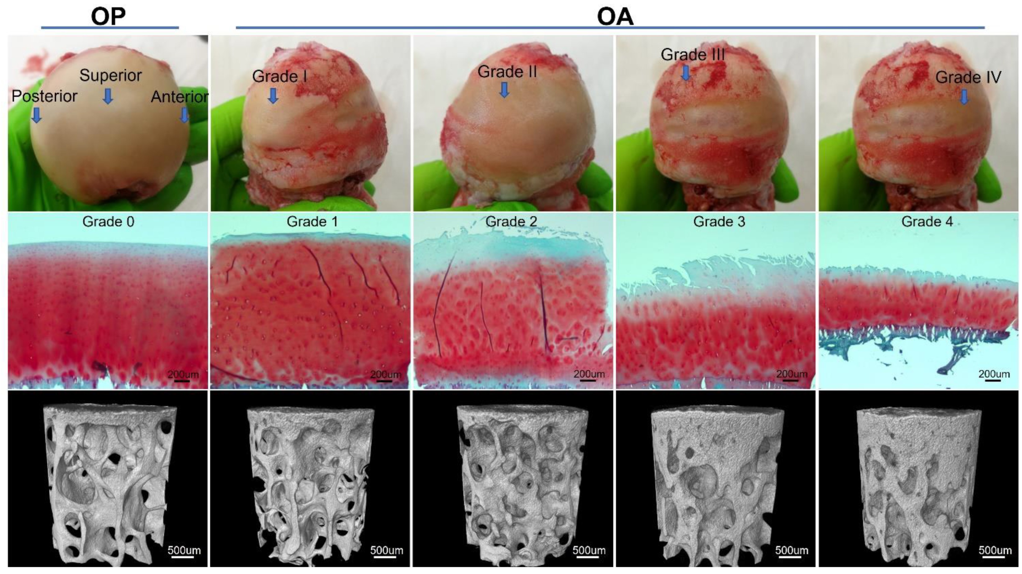 Biomedicines 09 01593 g001