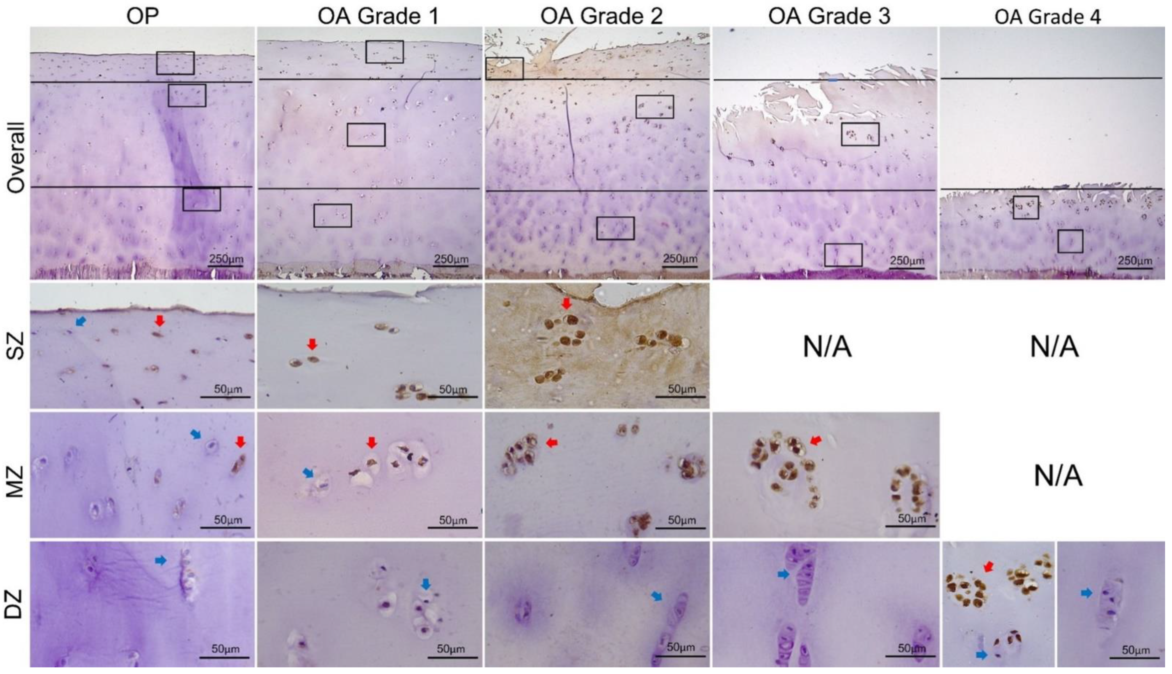 Biomedicines 09 01593 g004