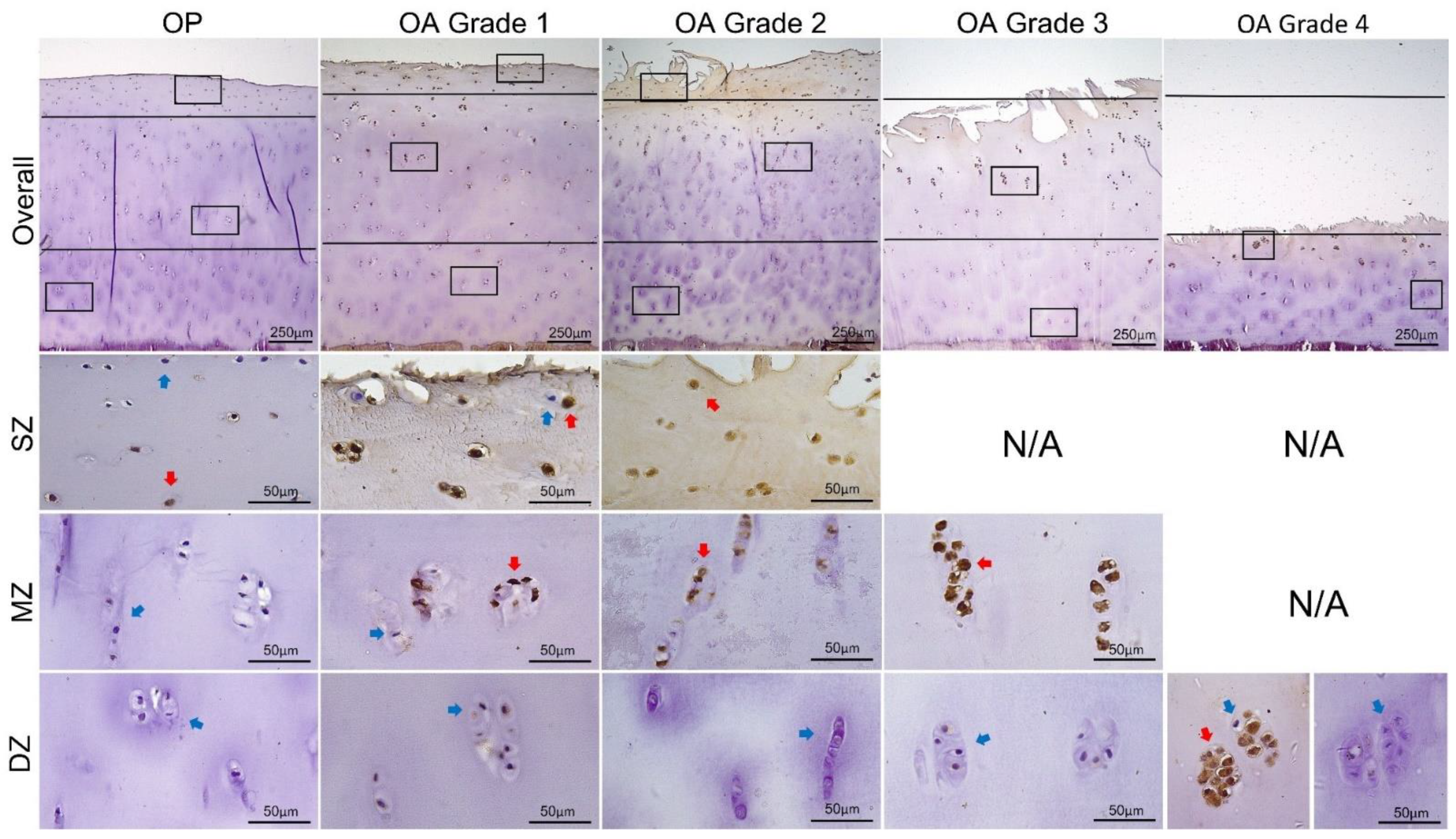 Biomedicines 09 01593 g005