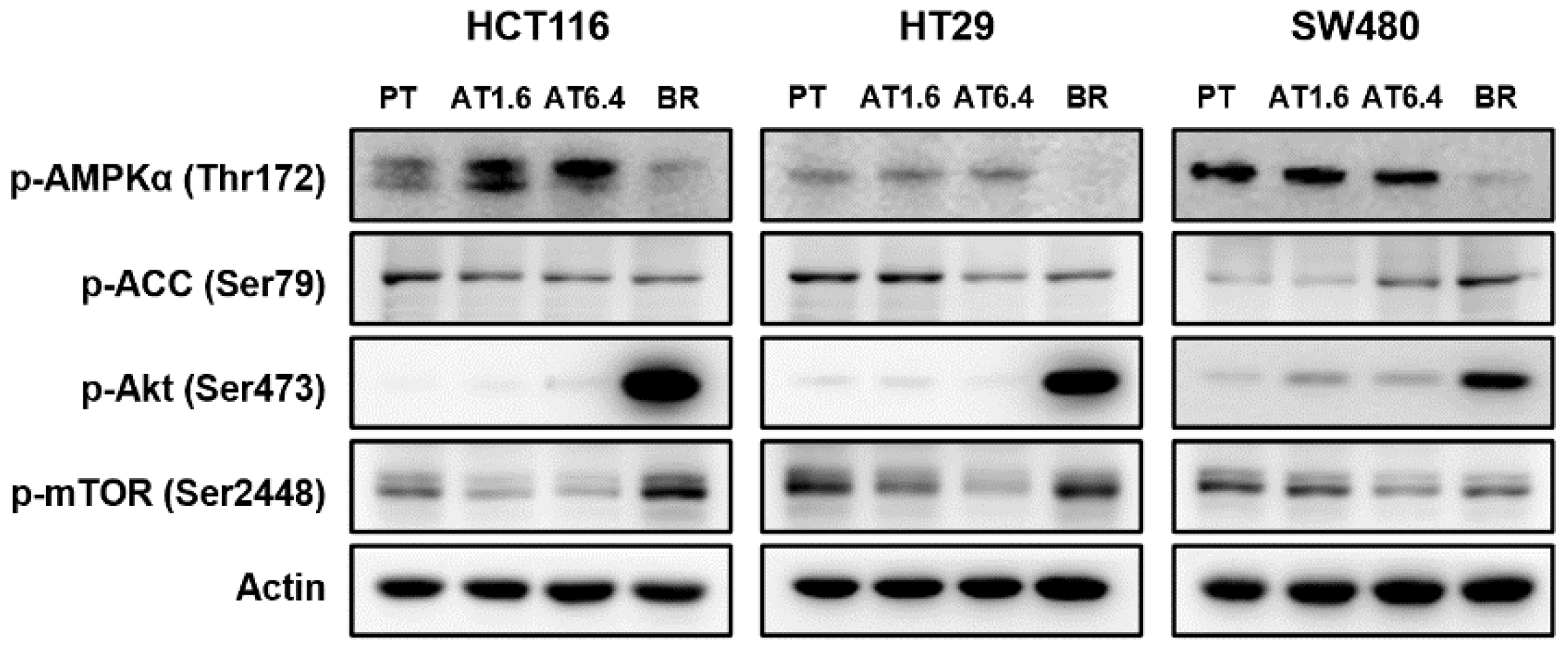 Biomedicines 09 01604 g005 Biomedicines 09 01604 g005