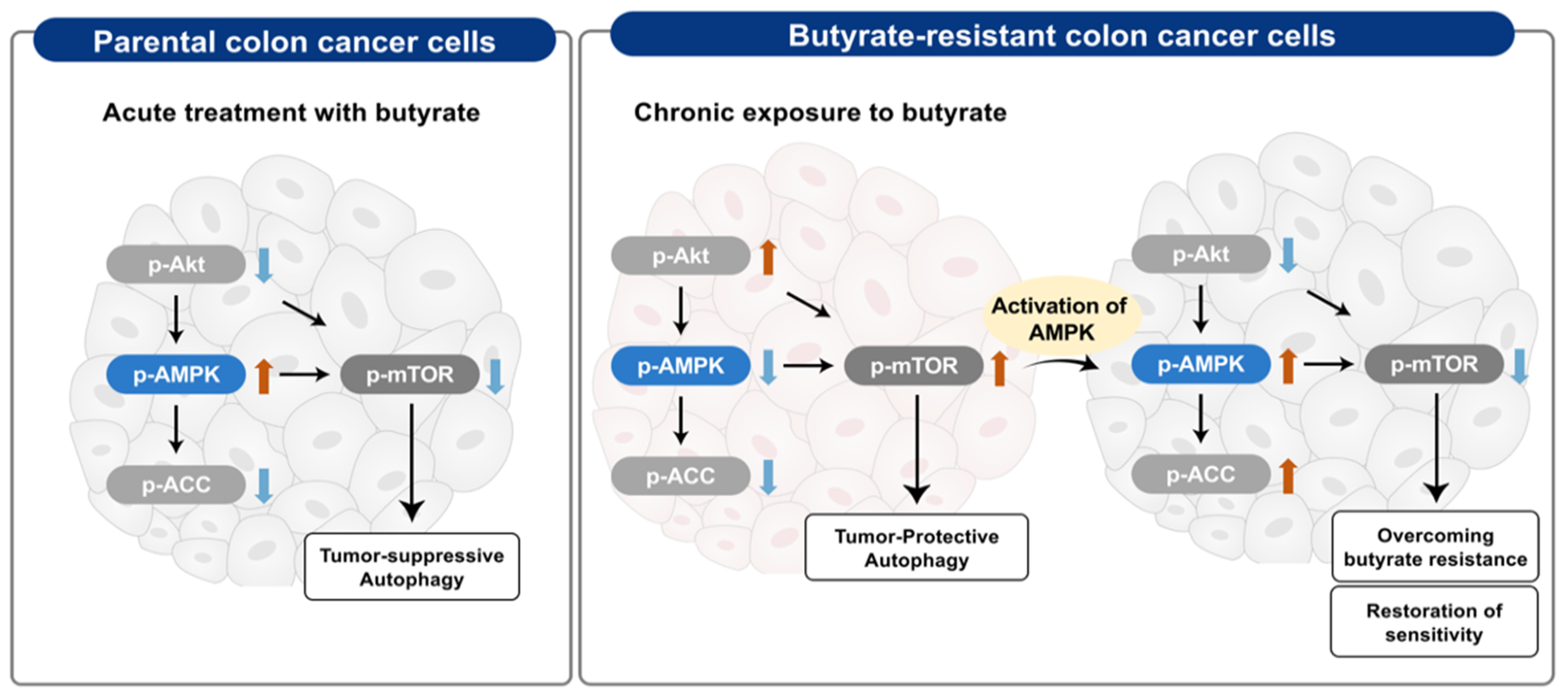 Biomedicines 09 01604 g008 Biomedicines 09 01604 g008