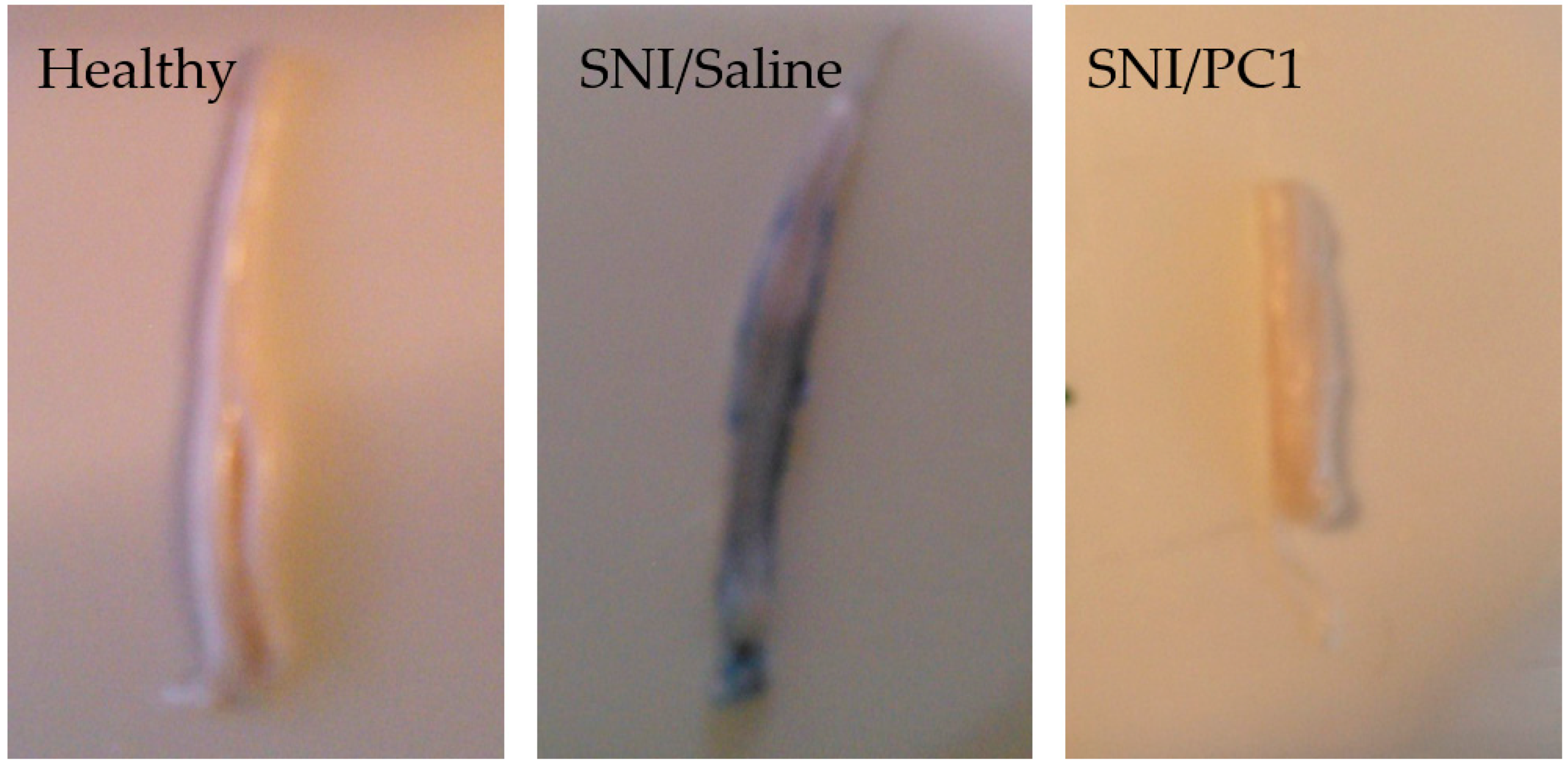 Biomedicines 09 01648 g001