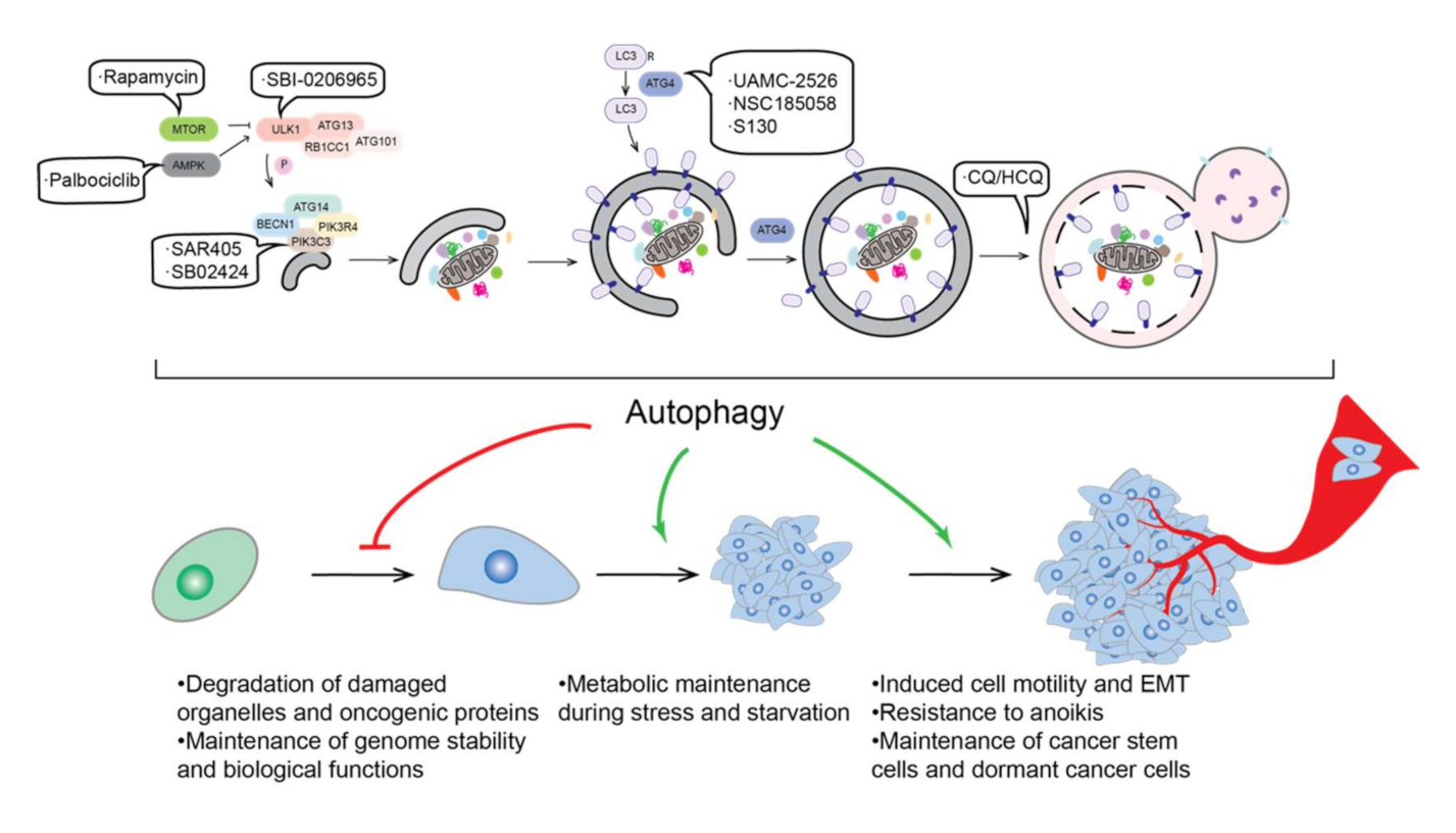 Biomedicines 09 01651 g002